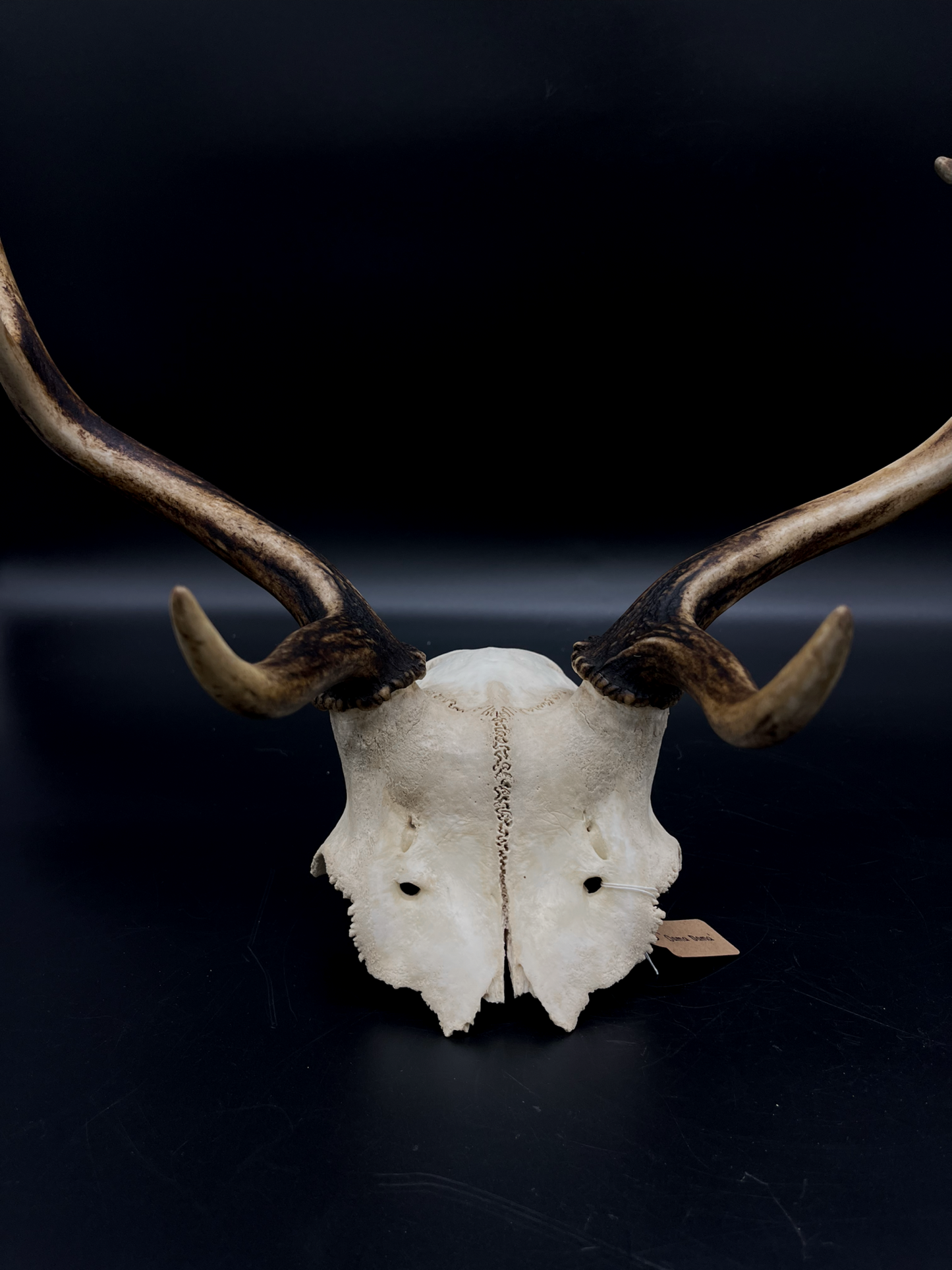 B Grade Fallow Buck Skull Cap
