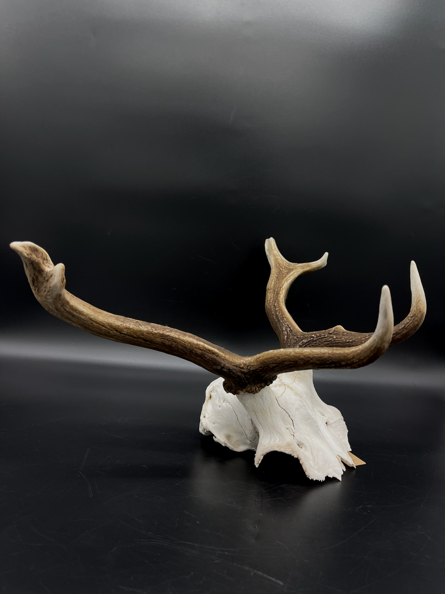 Craft Grade Fallow Buck Skull Cap