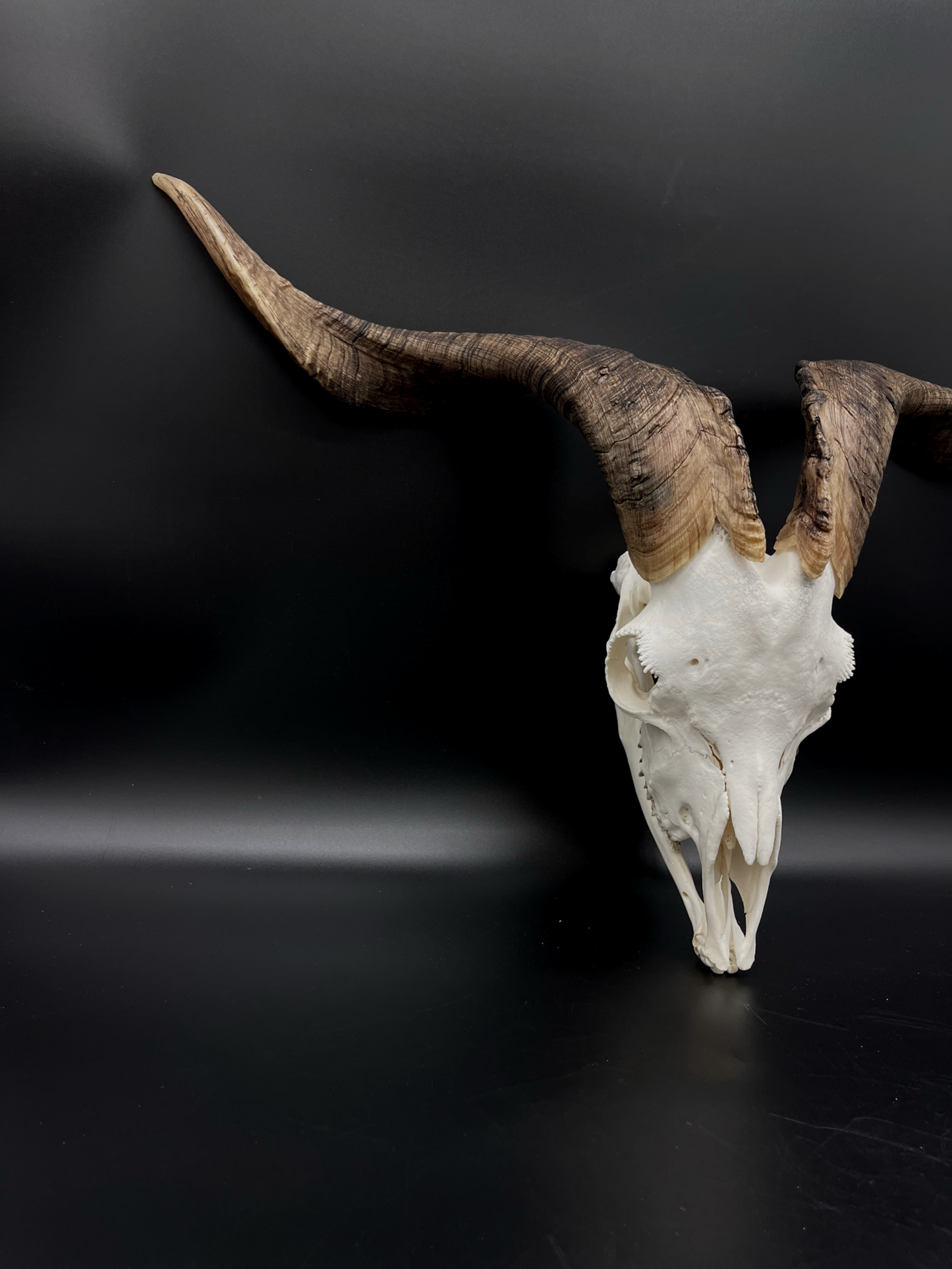 A+ Grade Rangeland Billy Skull with Mandibles