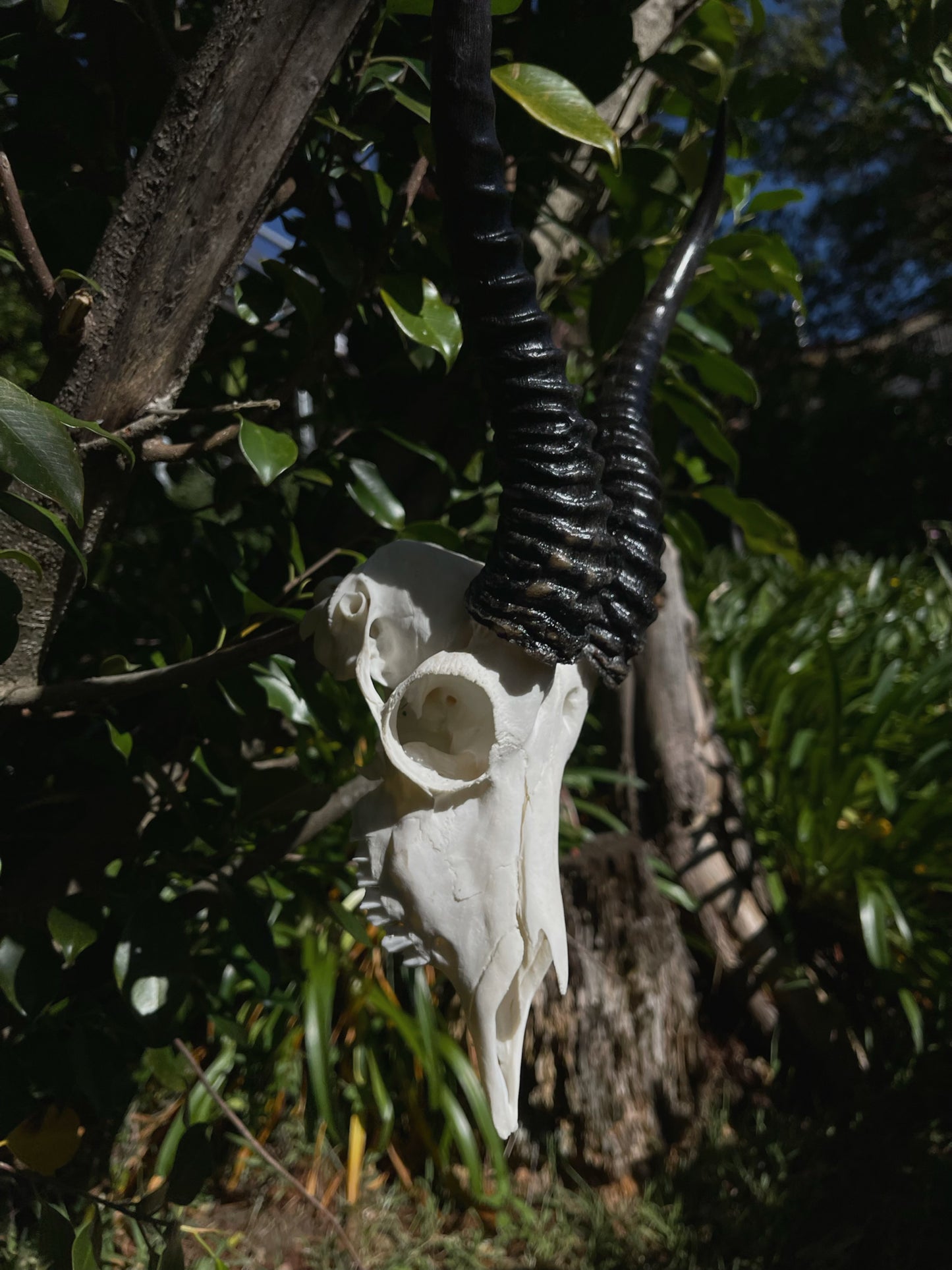 Springbok Ram Skull (AFRICA)