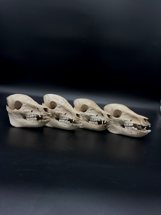 B Grade Feral Piglet Skull with Mandibles & Natural Patina