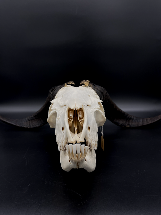 A+ Grade Rangeland Billy Goat skull with Horn Streaks & Mandibles (Slight Pathology)