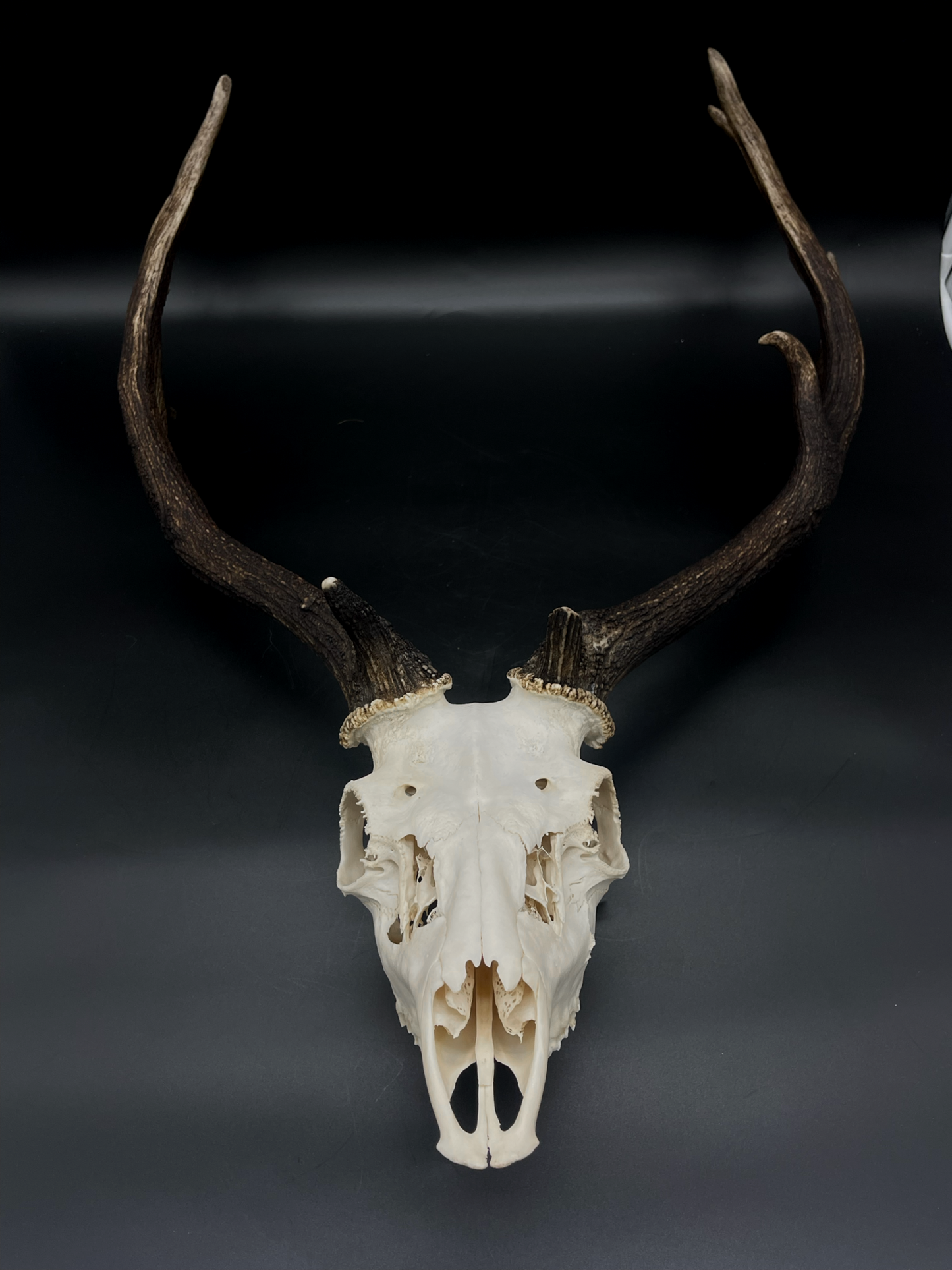 A- Grade Geriatric Fallow Buck Skull