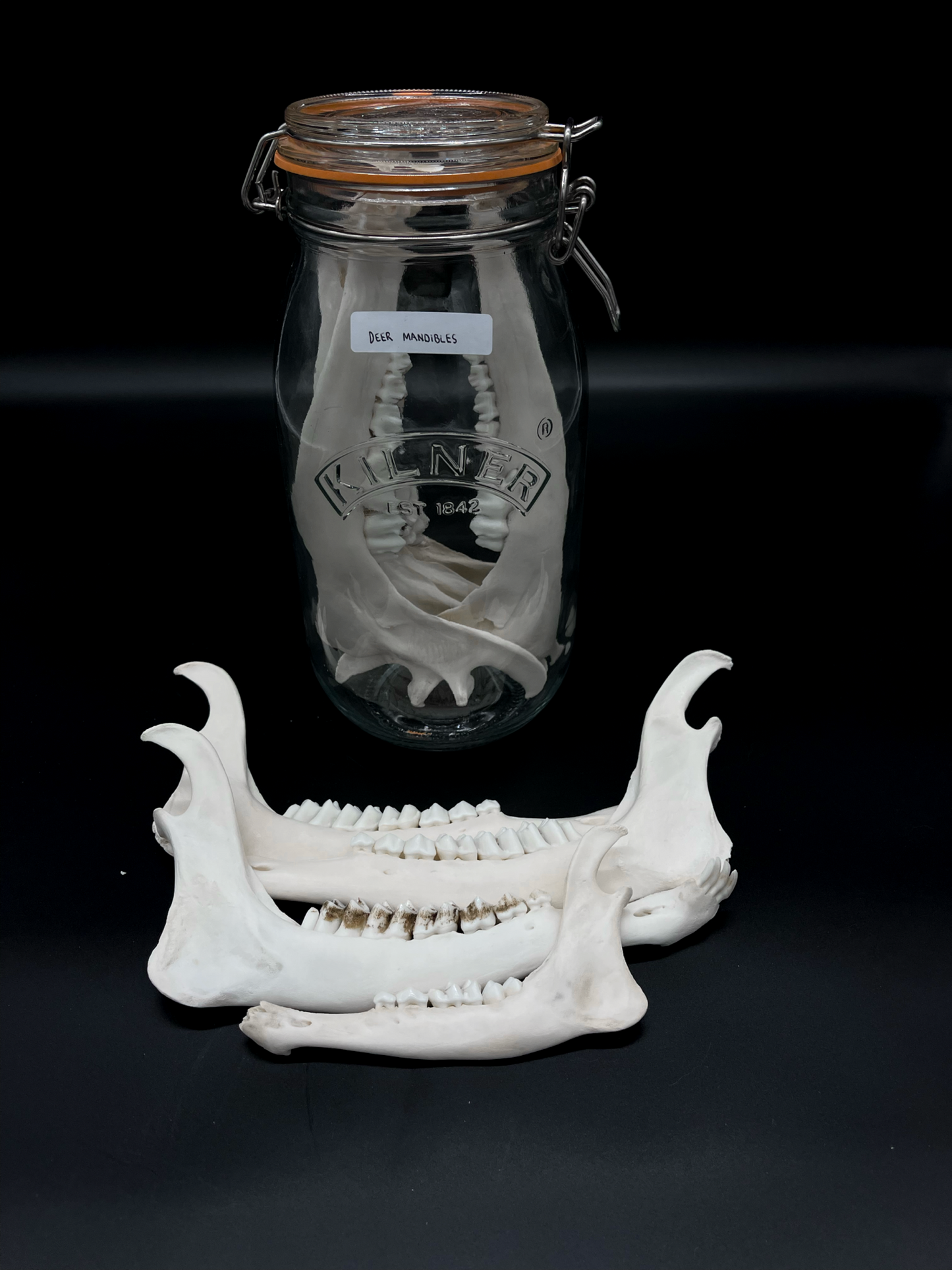 Deer Mandibles