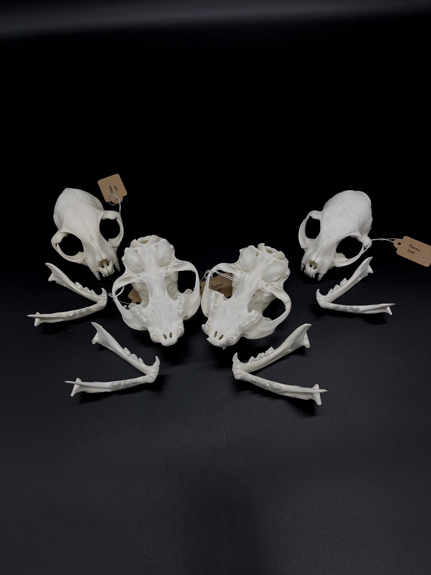 A+ Grade Feral Cat Skull