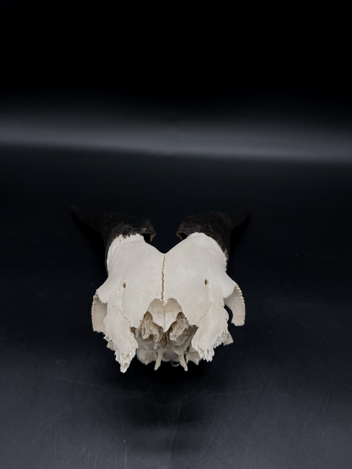 Craft Grade Rangeland Billy Goat Skull Cap
