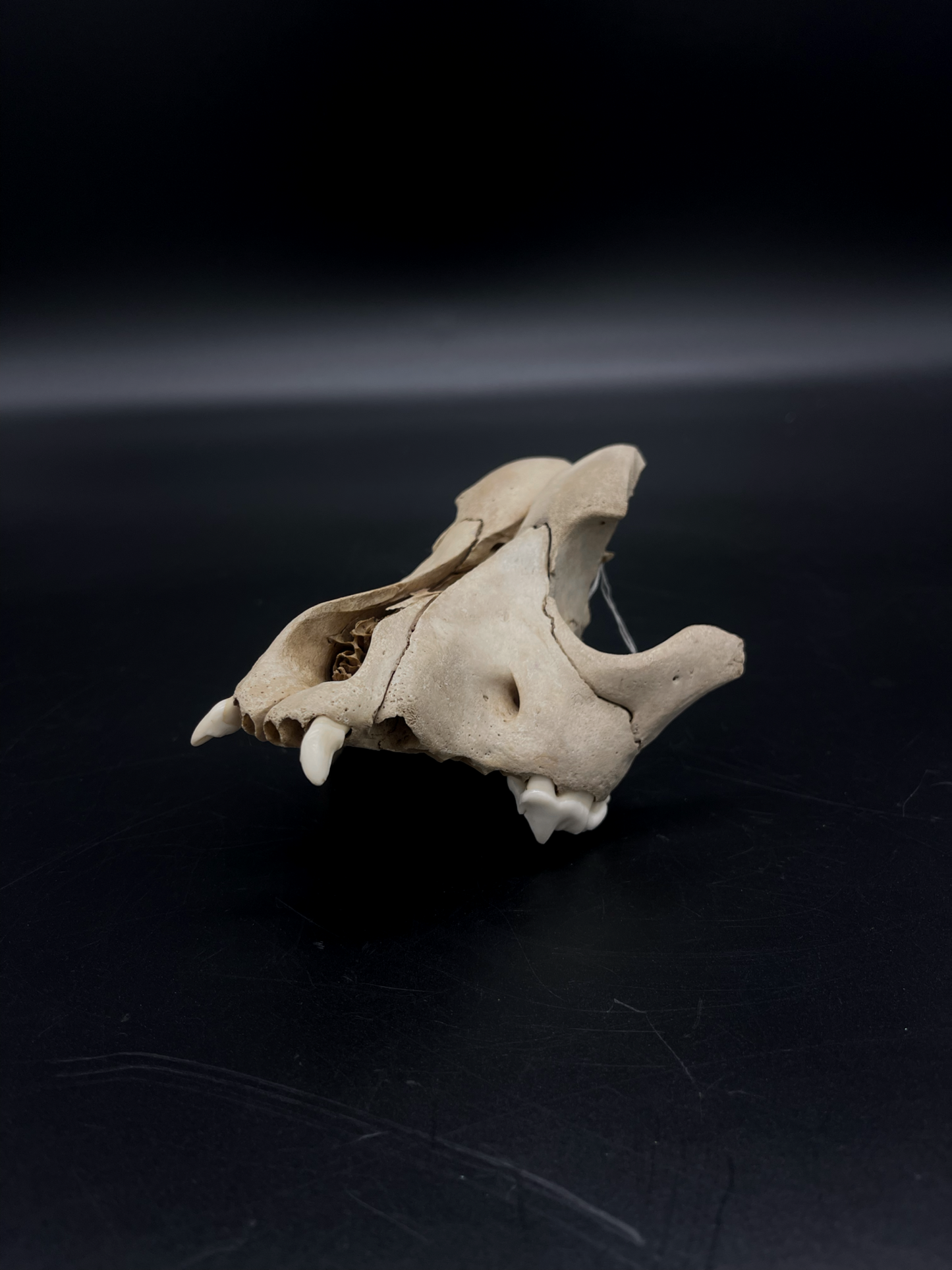Craft Grade Domestic Dog (Large Brachycephalic breed) partial skull