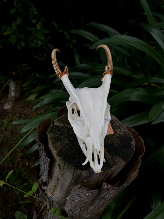 Reeves’s Muntjac Skull (UK)