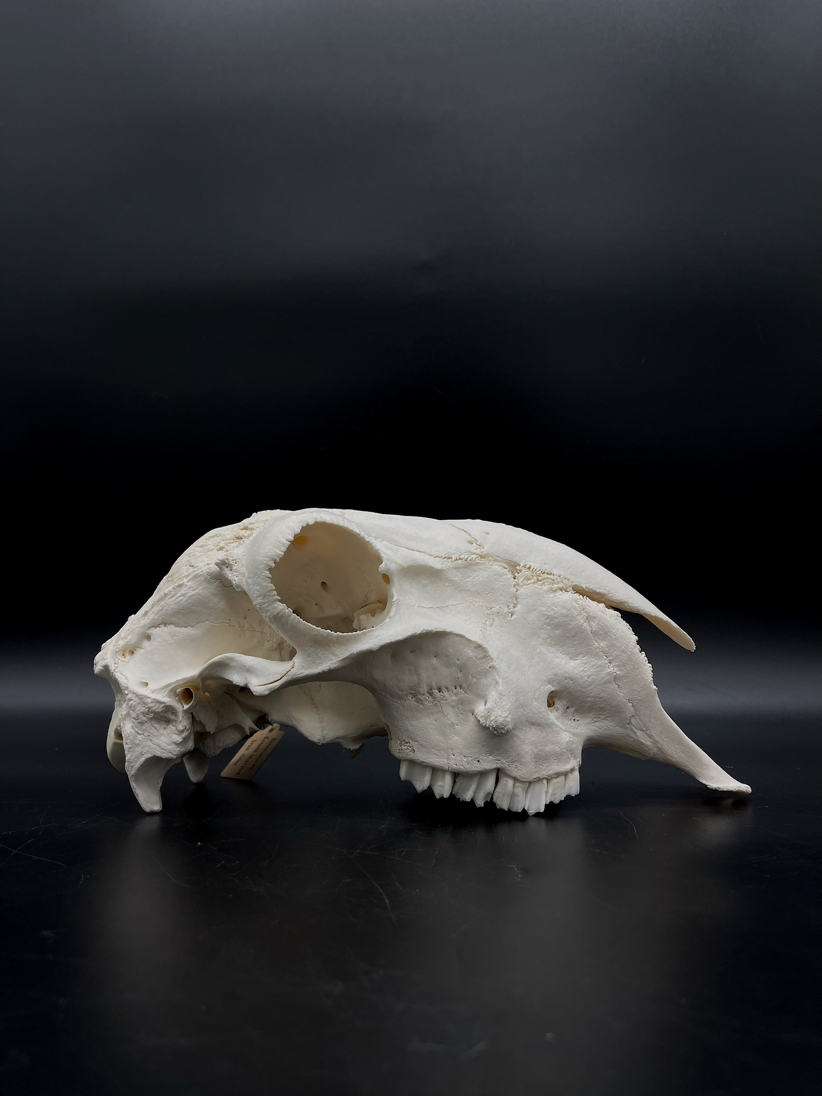 A- Grade Pathological Border Leicester Stud Ram Skull with Cranium blunt force trauma + a slight Wry Nose
