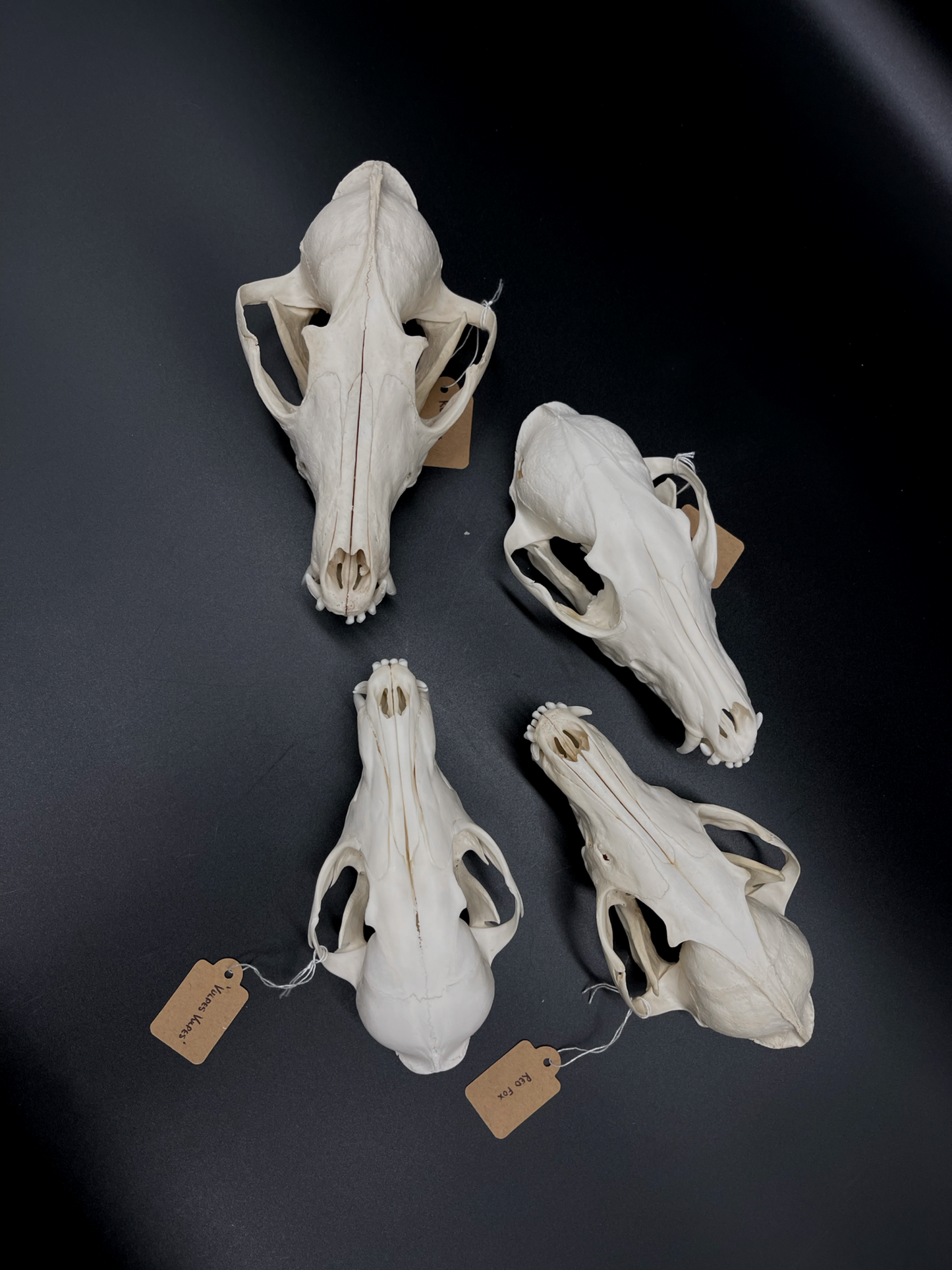 B Grade Red Fox Skull