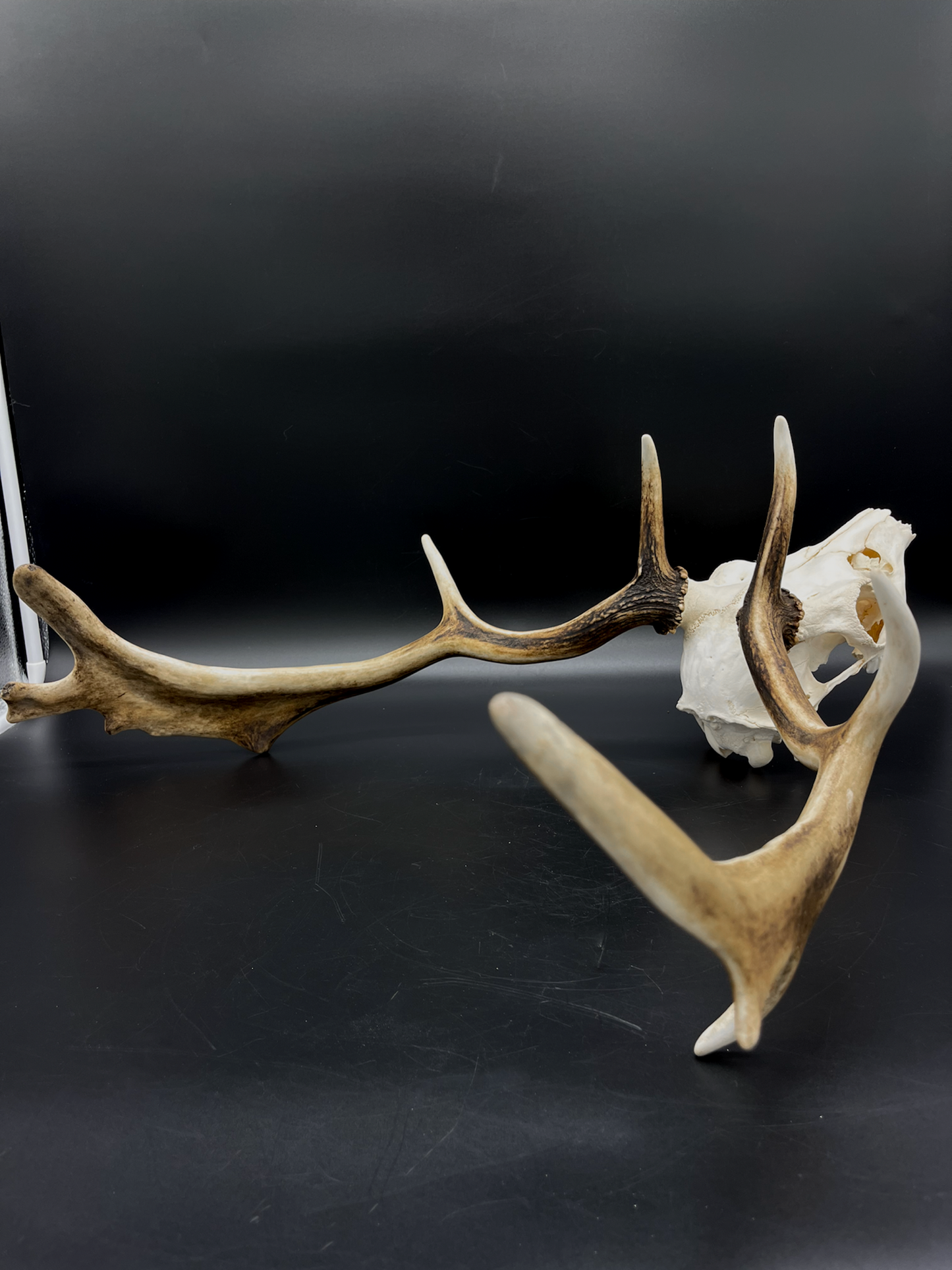 B Grade Fallow Buck Skull