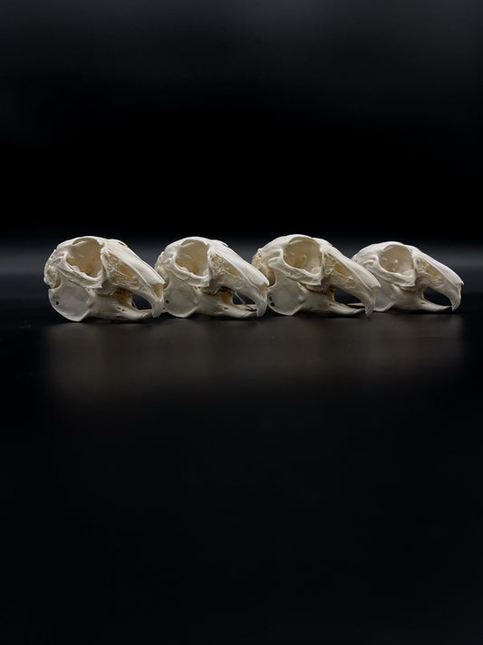 (A Grade) European Rabbit Skull