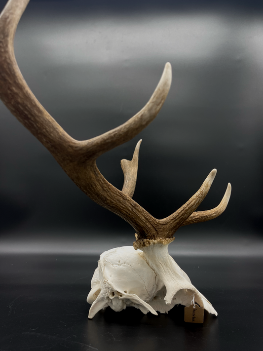 B Grade Fallow Buck Skull Cap