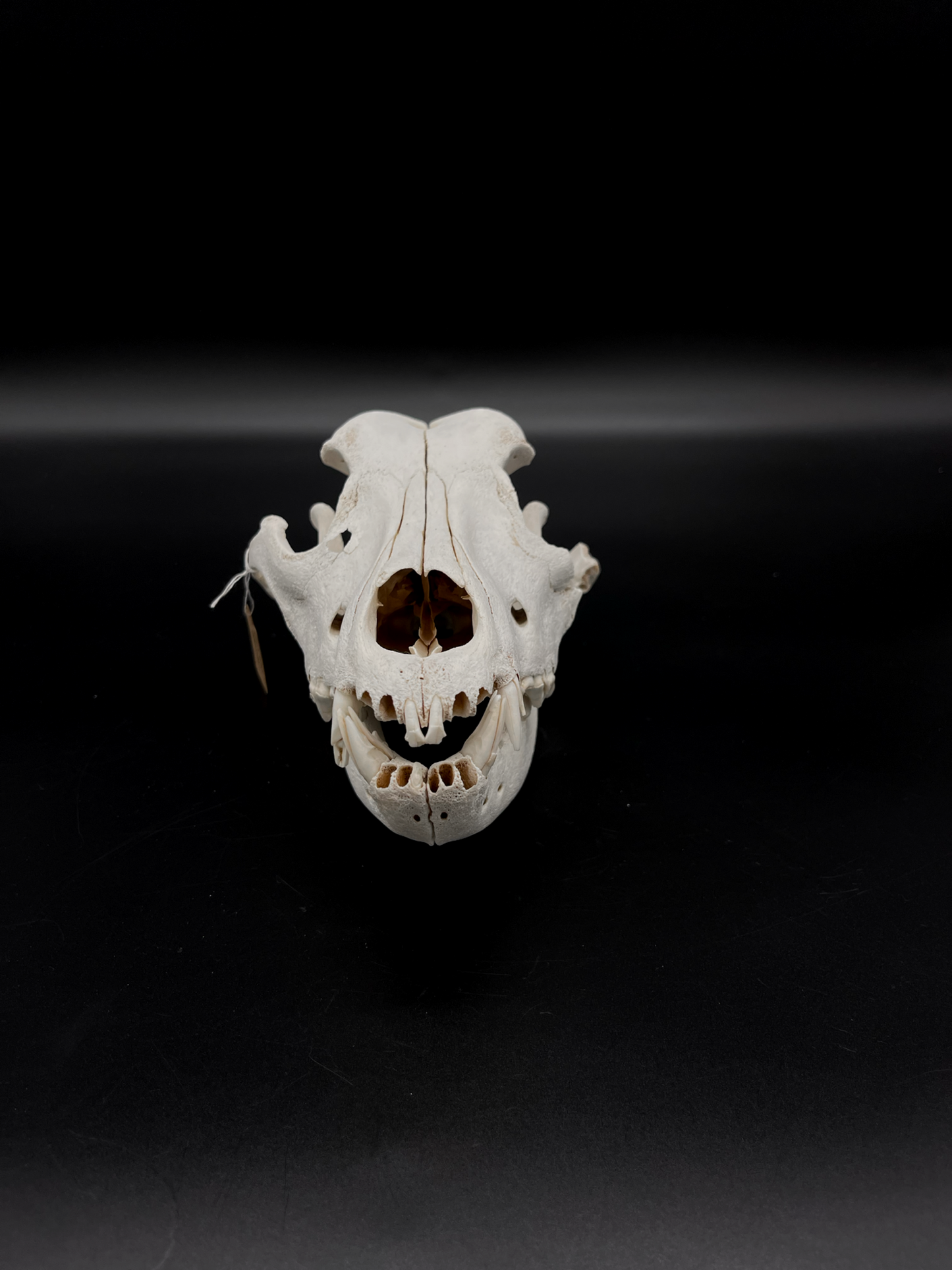 Craft Grade Irish Wolfhound Skull