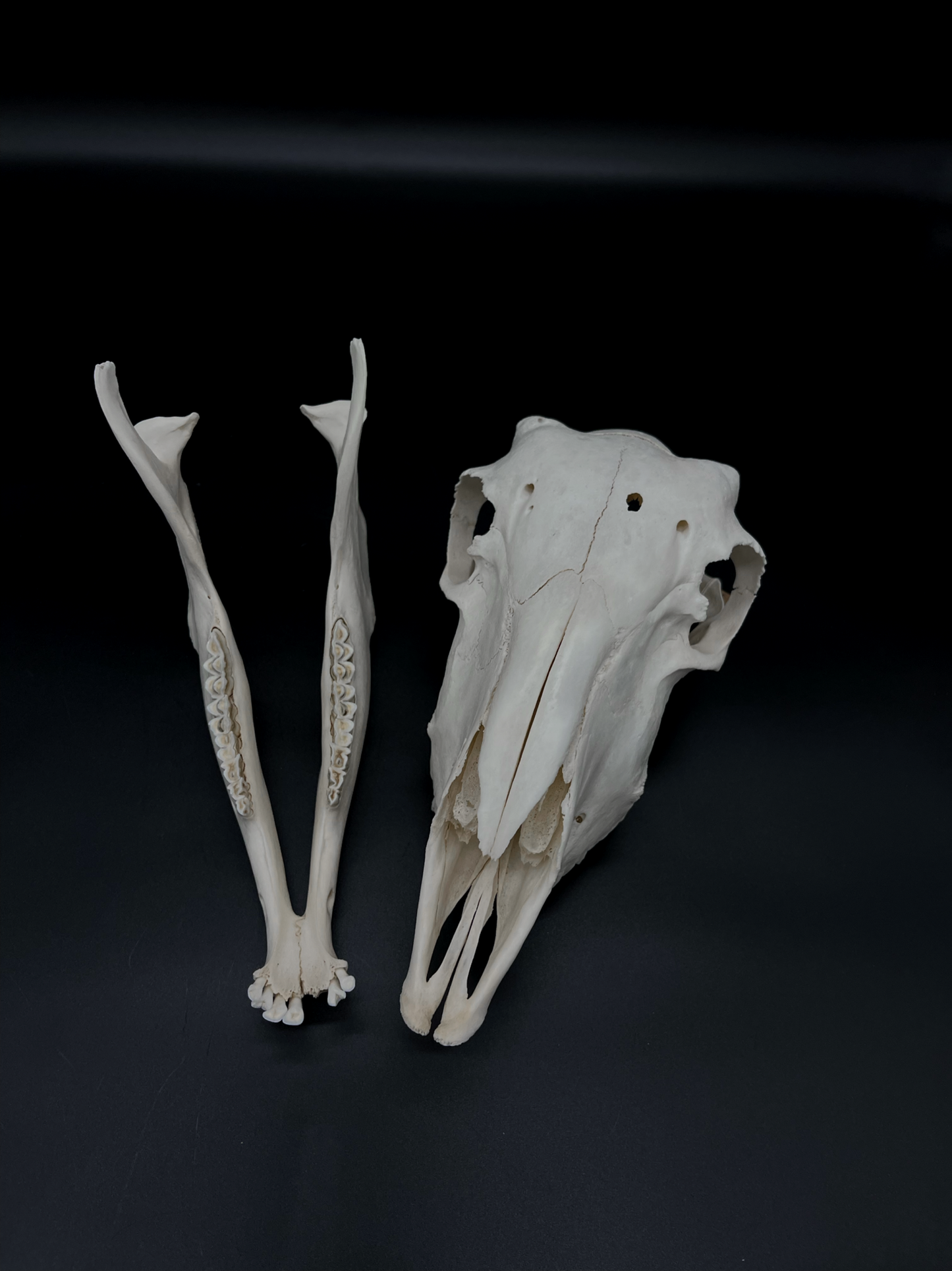 Craft Grade Merino X Border Ewe Skull