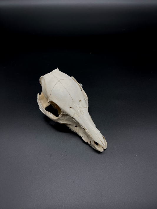 Feral Piglet Skull (CRAFT GRADE)