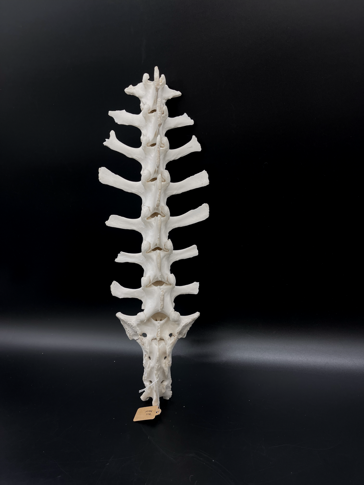 B Grade Articulated Sheep Spine
