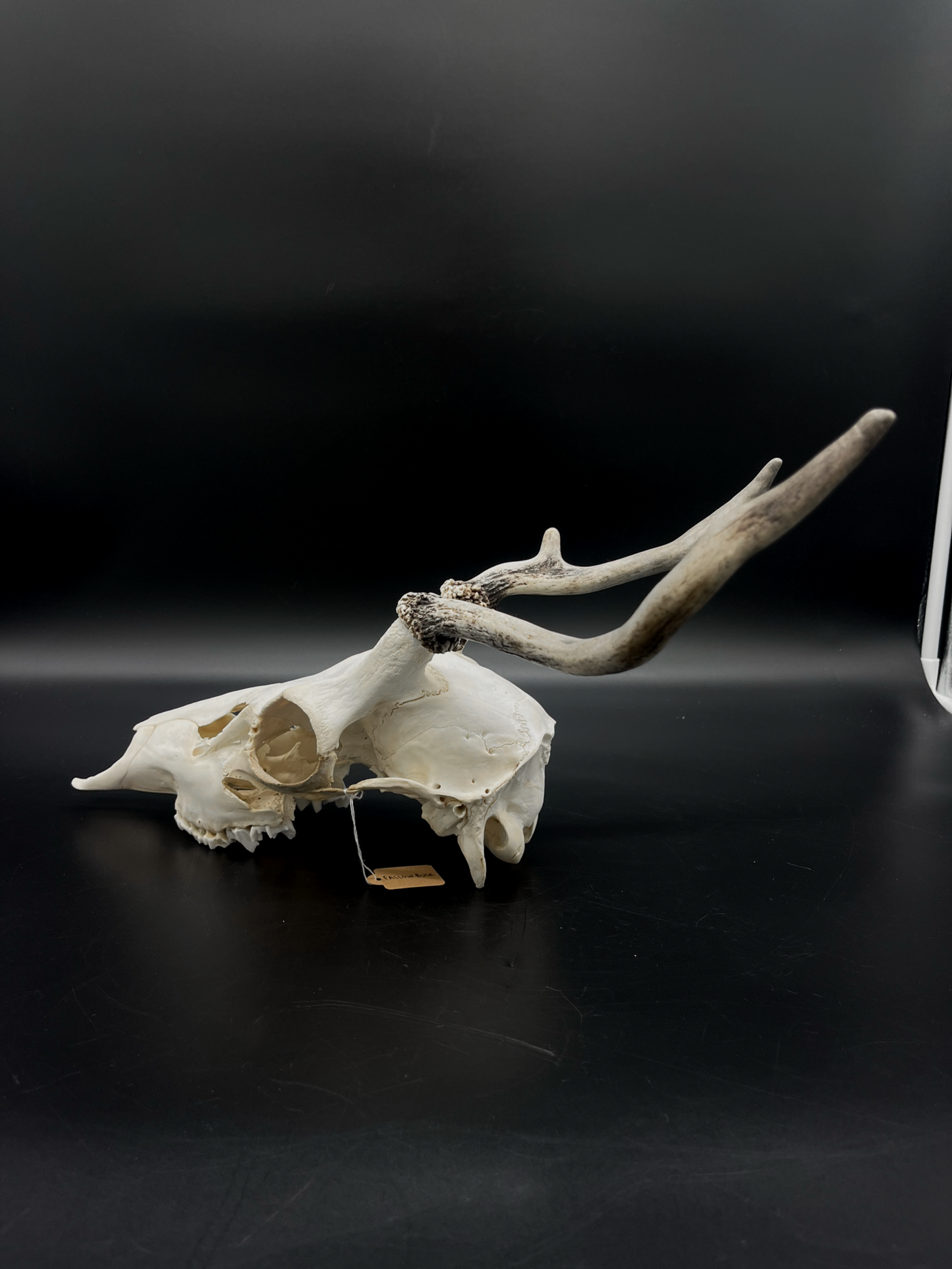 Craft Grade Fallow Buck Spiker Skull