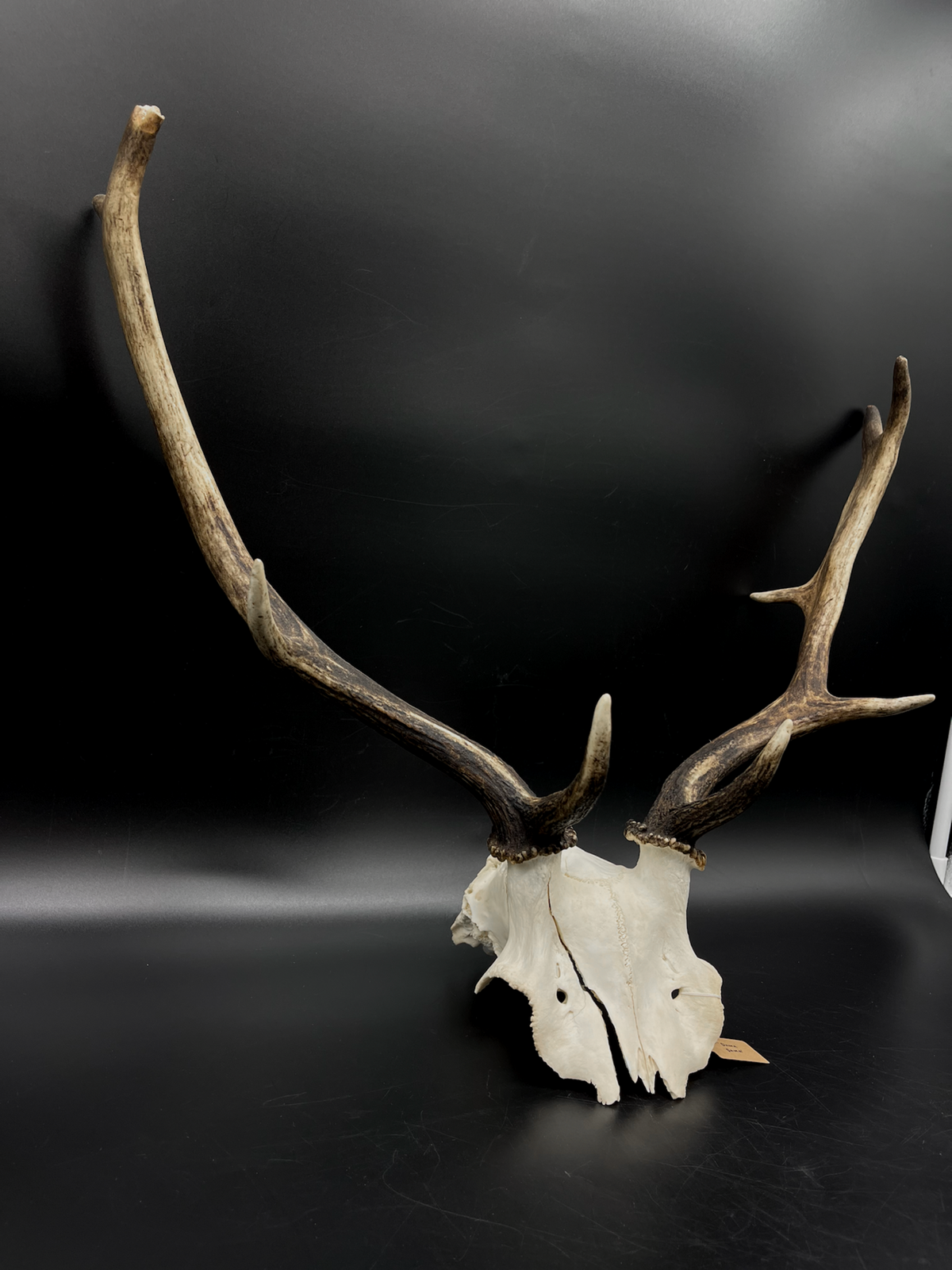 Craft Grade Fallow Buck Skull Cap / Antlers