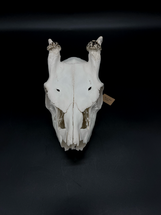Craft Grade Fallow Spiker Skull