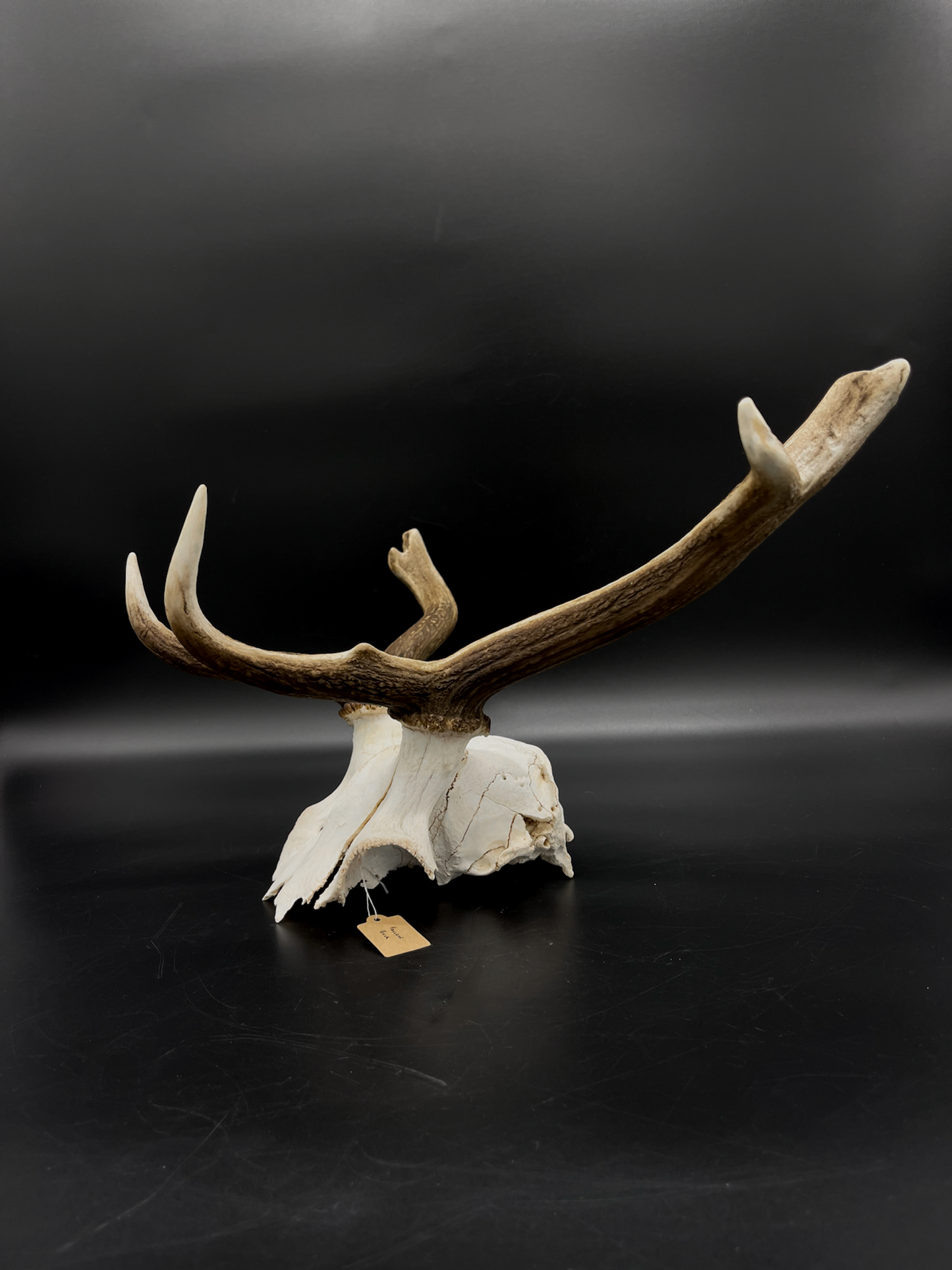 Craft Grade Fallow Buck Skull Cap