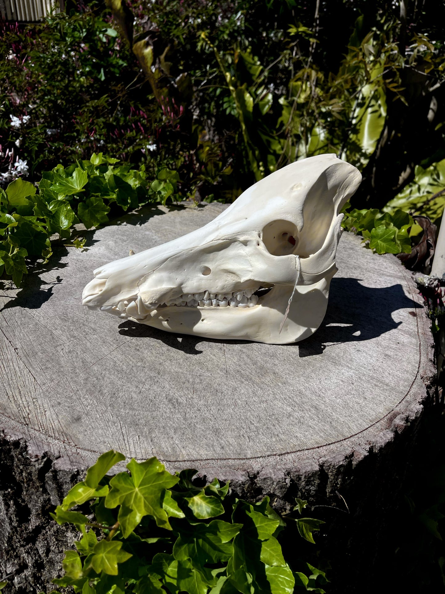 Wild Pig Skull