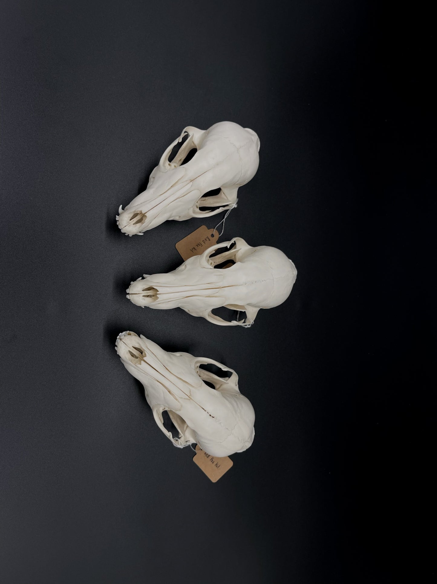 B Grade Juvenile Australian Red Fox Kit Skull