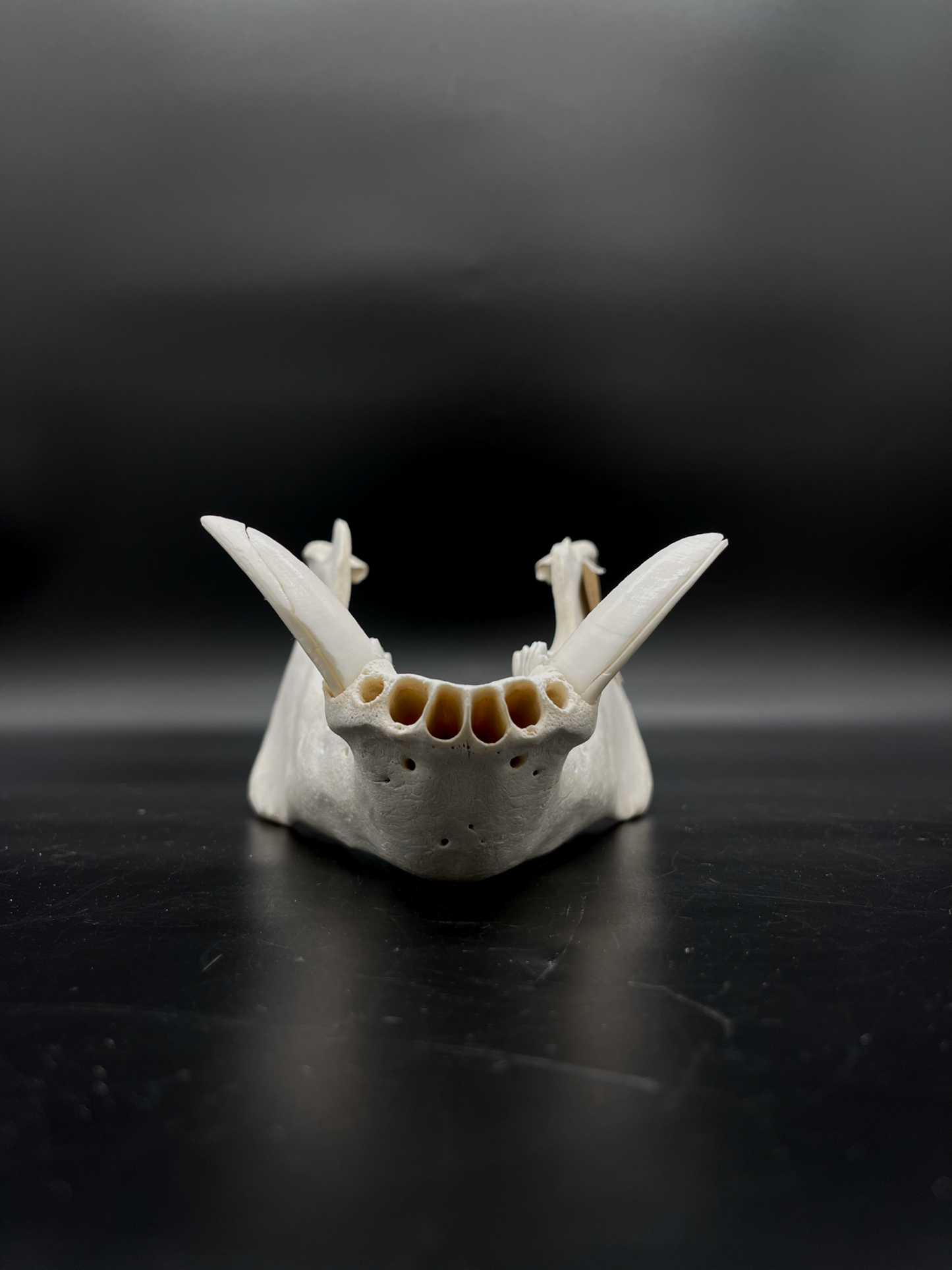 Craft Grade Wild Boar Tusks/Mandibles