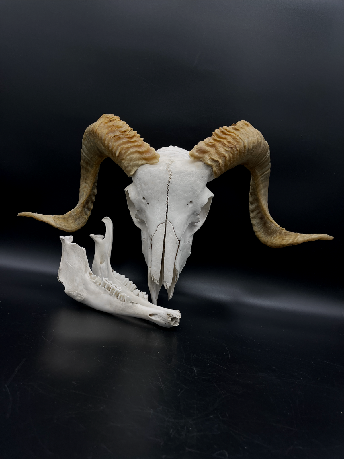 B Grade Merino Ram Skull + Mandibles