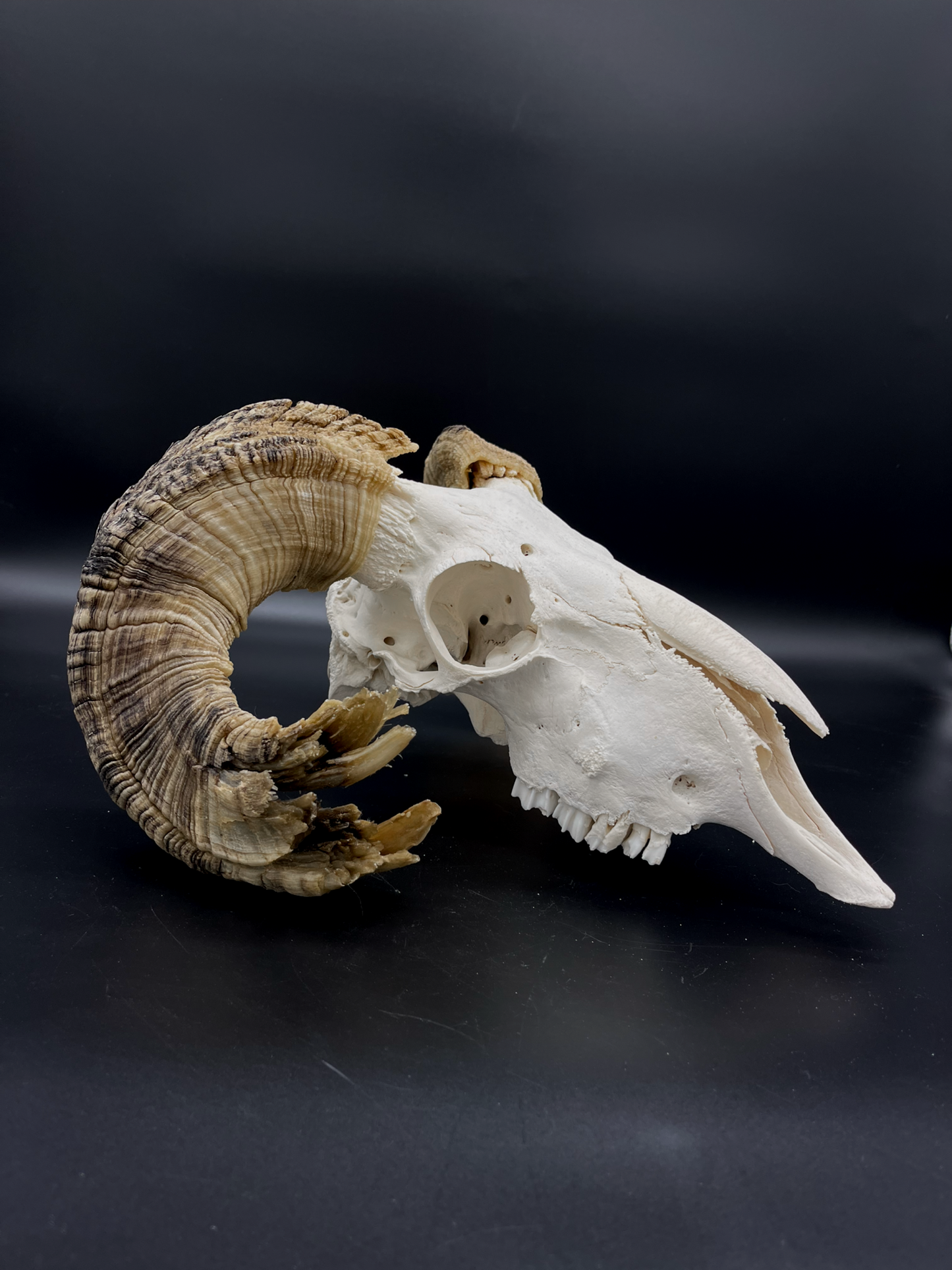 Craft Grade Merino Ram Skull