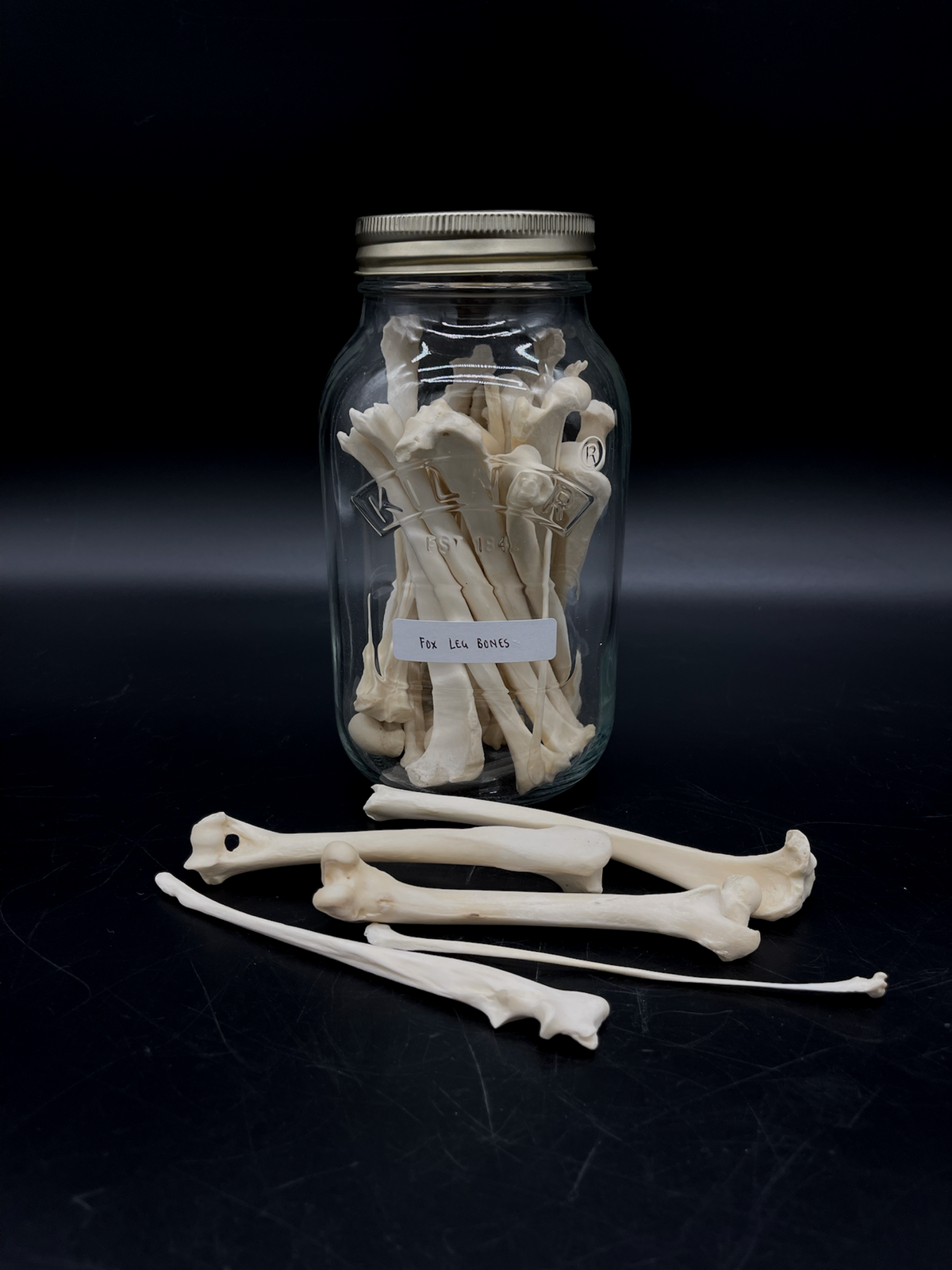 Fox Leg Bones