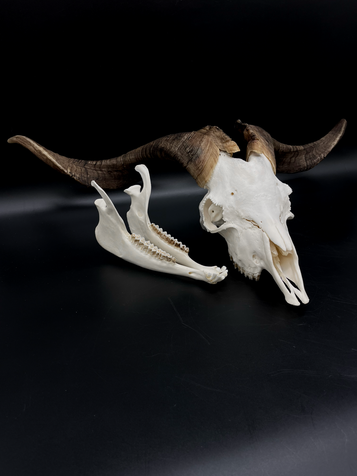 A+ Grade Rangeland Billy Skull with Mandibles