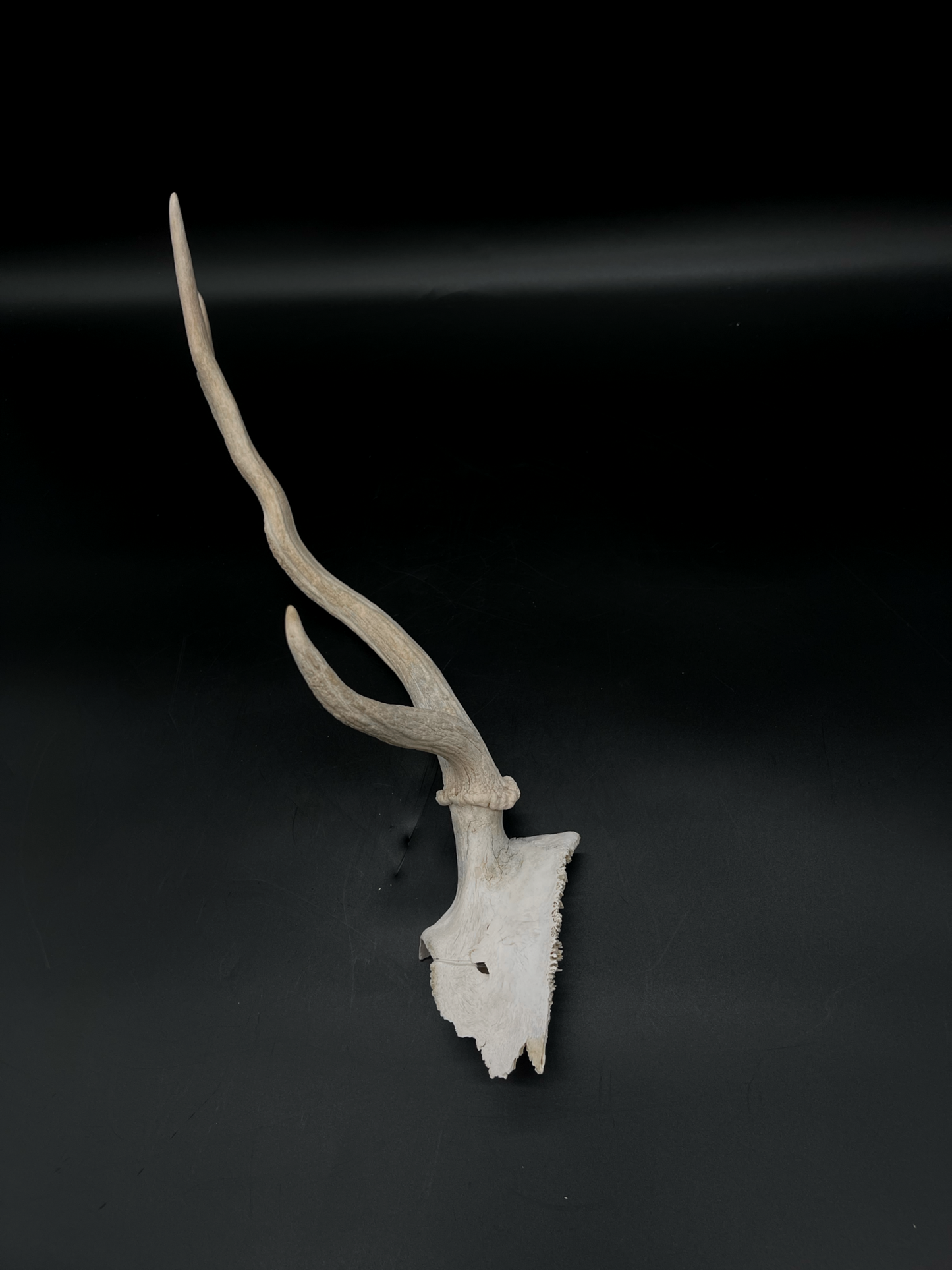 Craft Grade Fallow Antler with Partial Skull