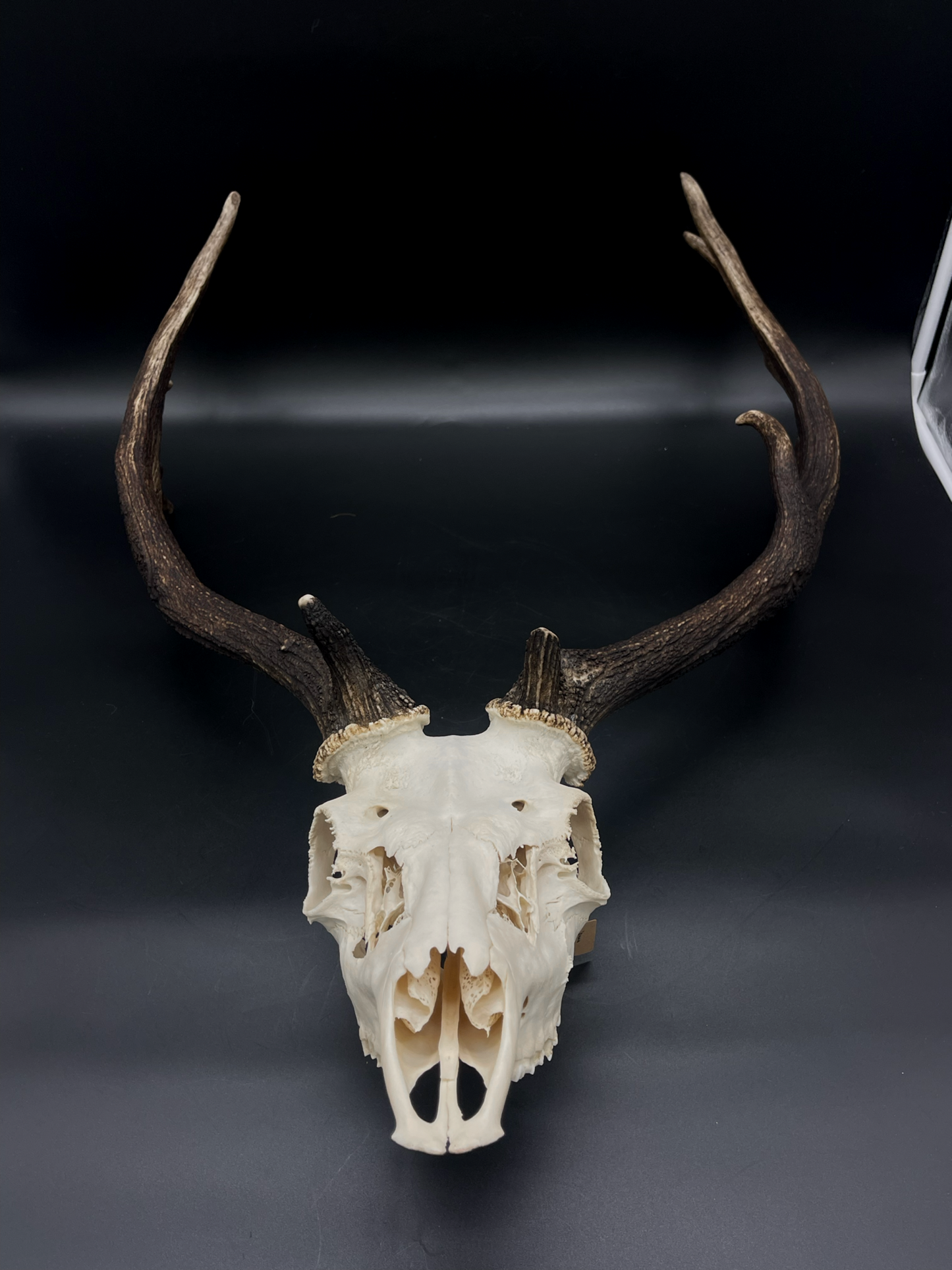 A- Grade Geriatric Fallow Buck Skull