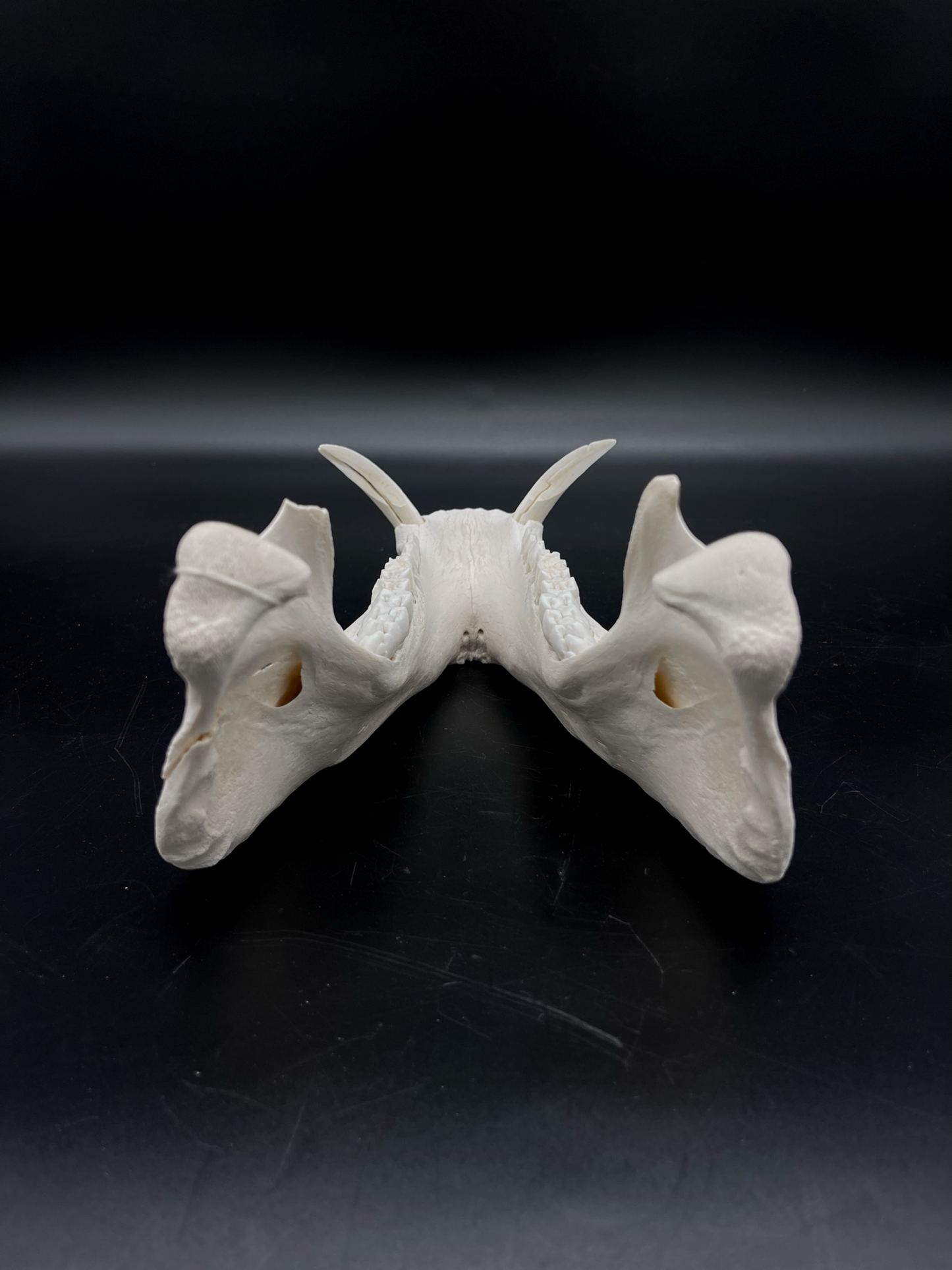 Craft Grade Wild Boar Tusks/Mandibles