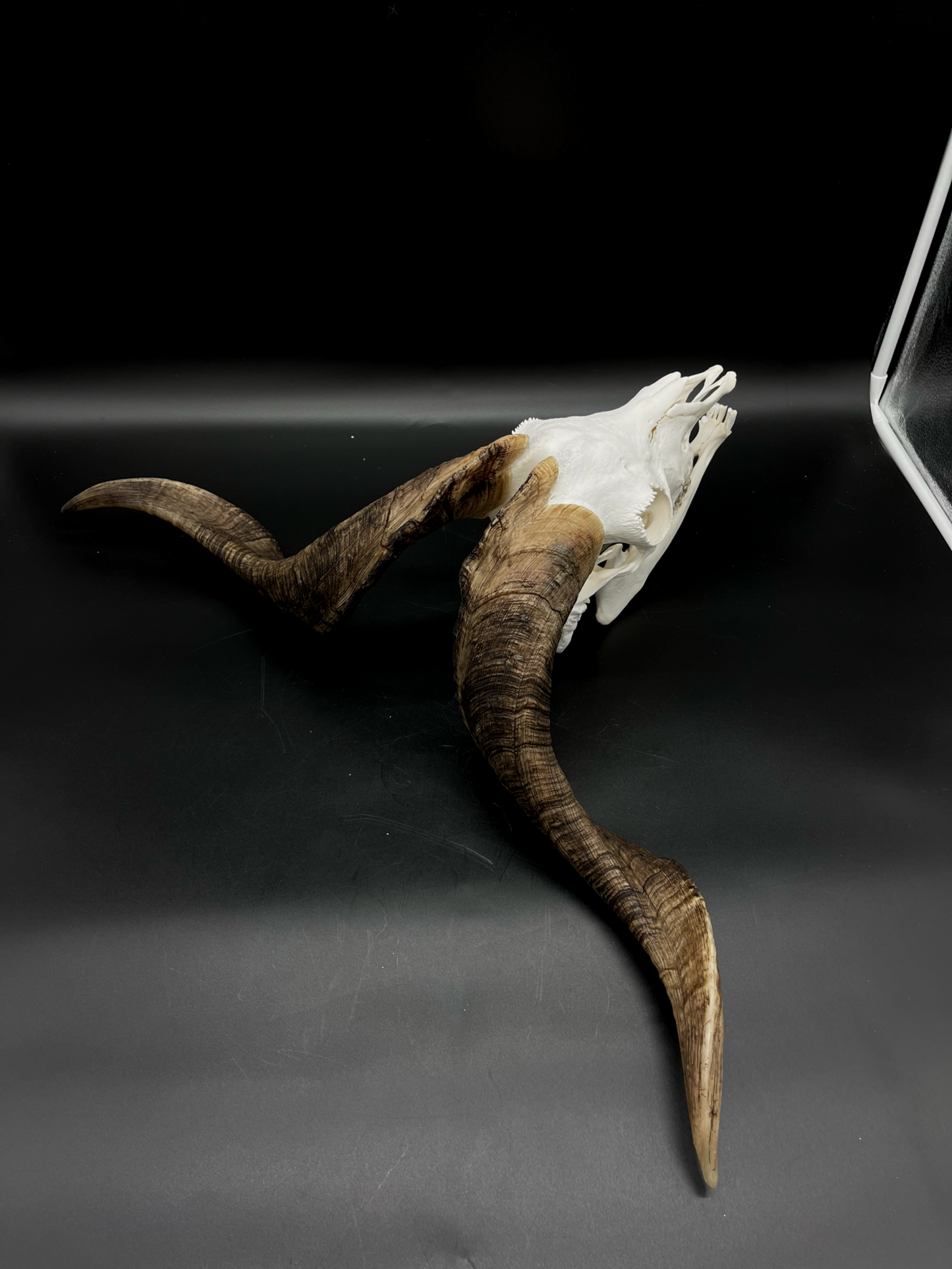 A+ Grade Rangeland Billy Skull with Mandibles