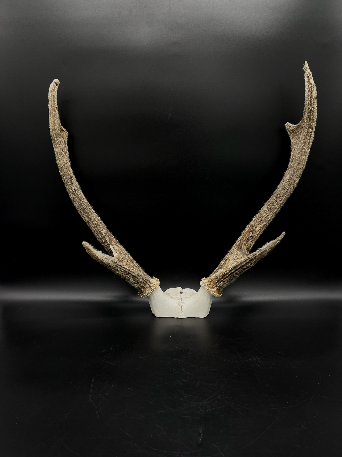 Sambar Antlers in Hard Velvet