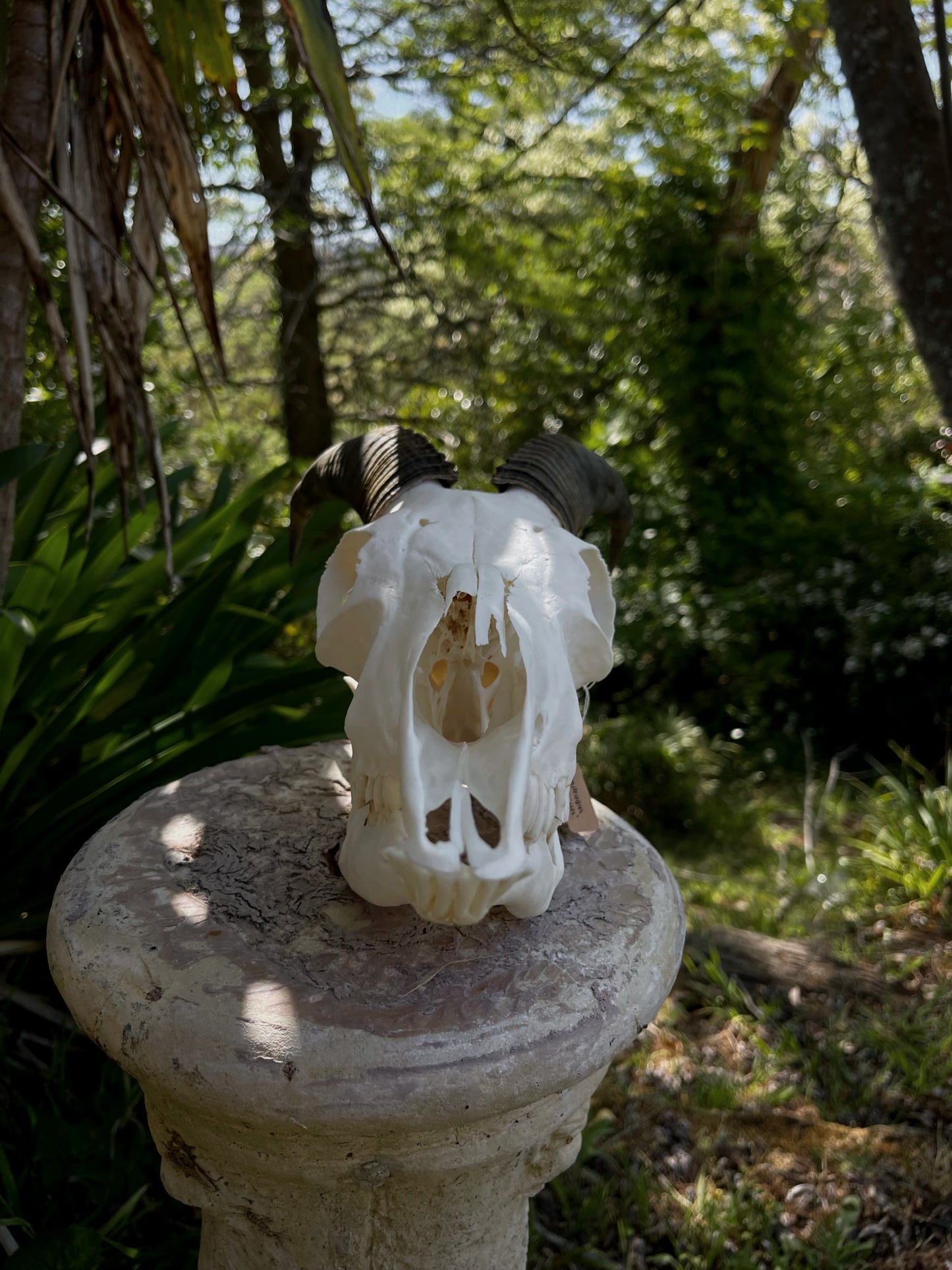 Pathological Himalayan Tahr Nanny (NZ)