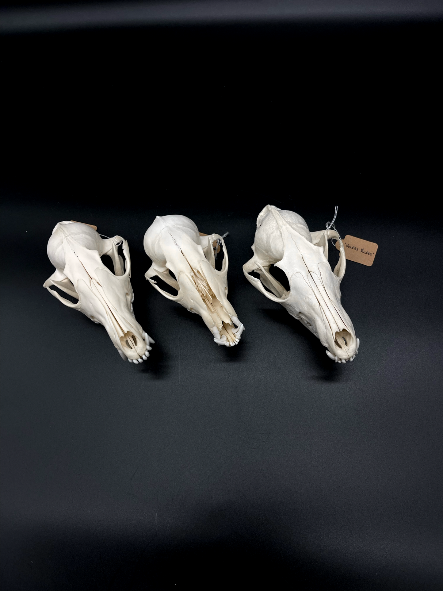 Craft Grade Red Fox Skull