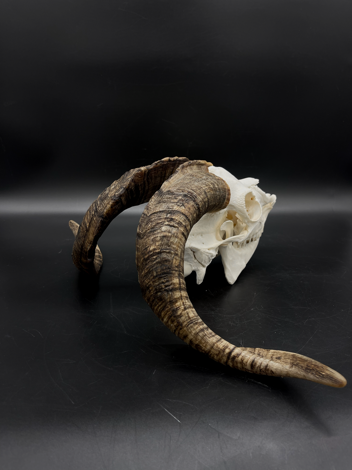 A+ Grade Rangeland (with Angora genetics) Billy Goat Skull + Mandibles