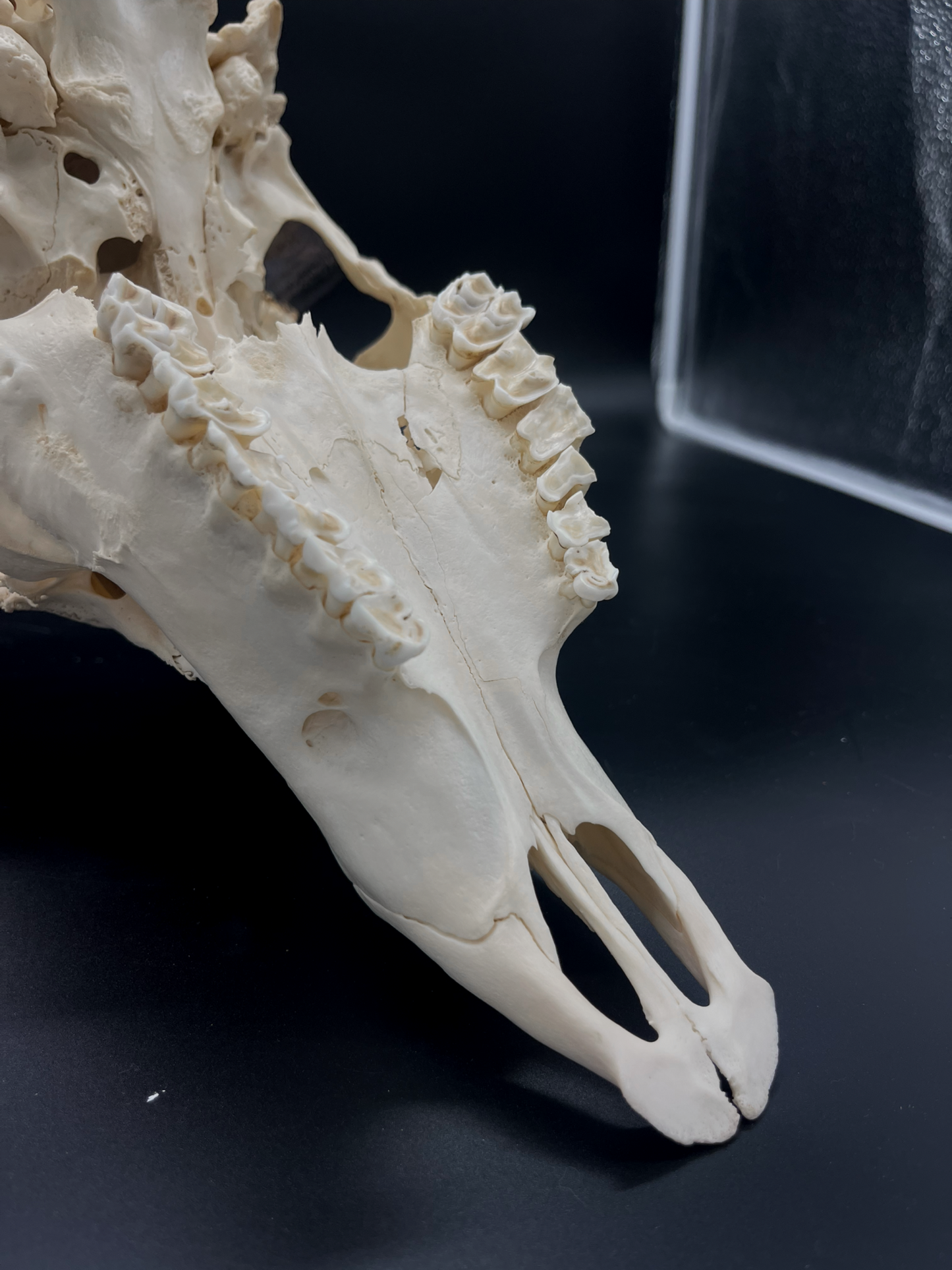 A- Grade Geriatric Fallow Buck Skull