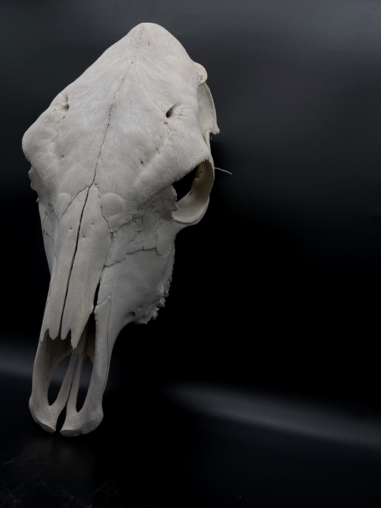 A- Grade Brahman Cow Skull