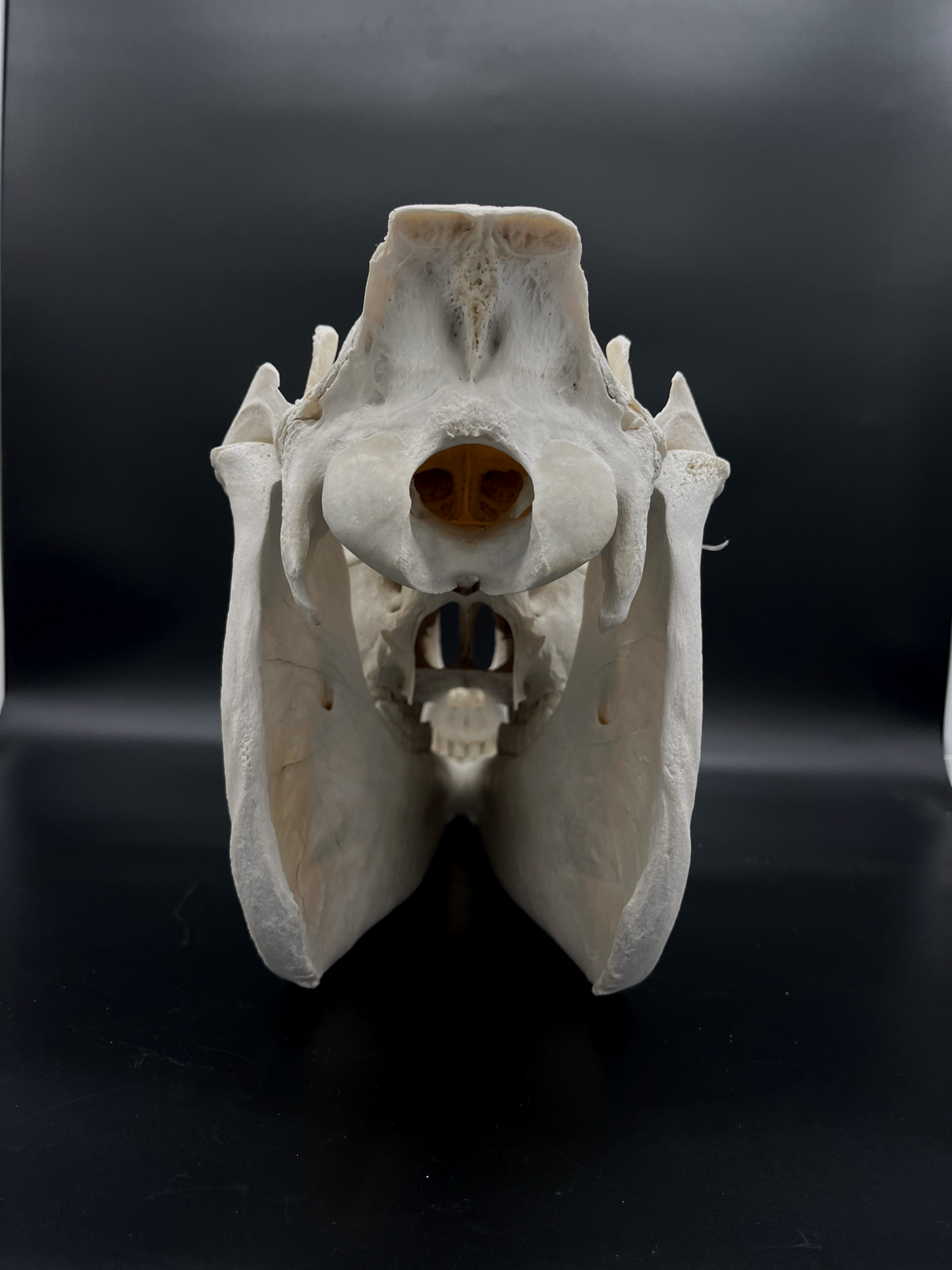 B Grade Pathological Horse Skull