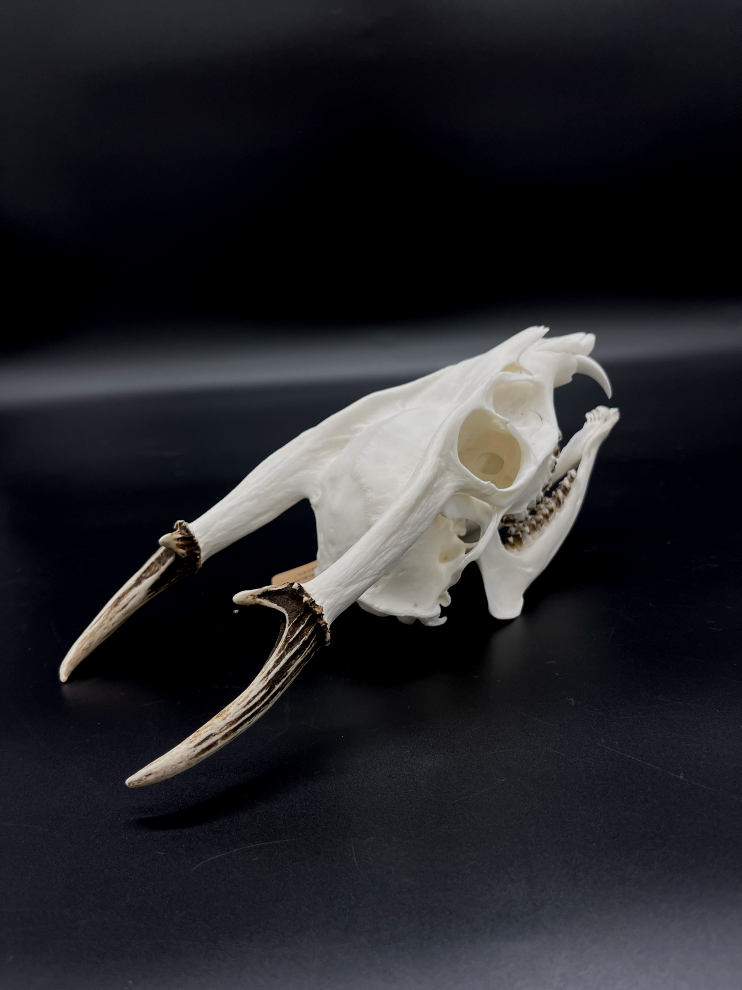 A Grade Reeves’s Muntjac Skull with Mandibles (UK)