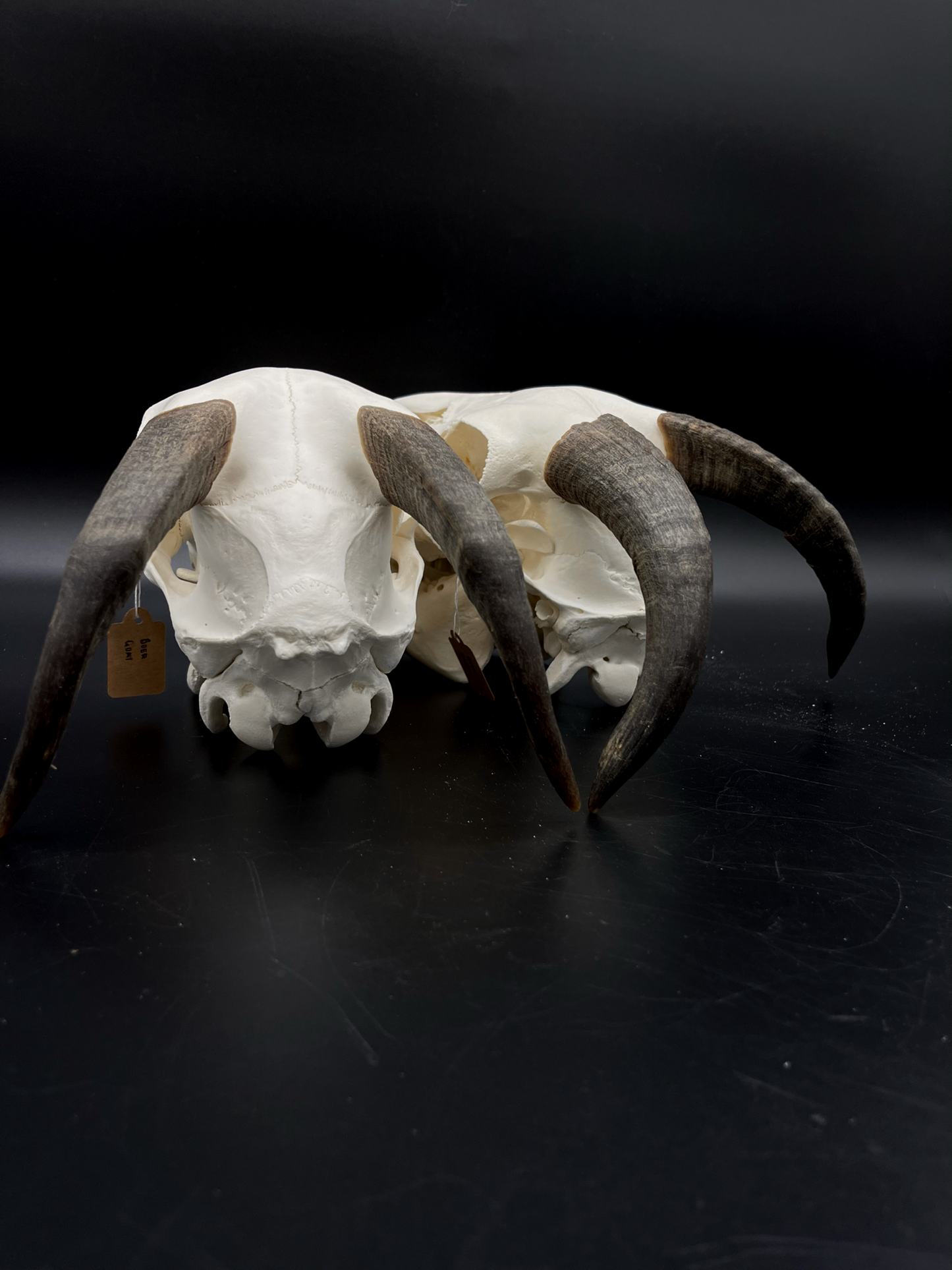 A- Juvenile Boer Goat Skull with Mandibles