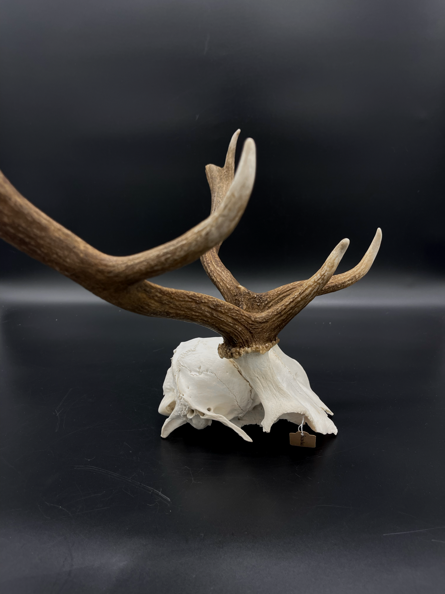 B Grade Fallow Buck Skull Cap