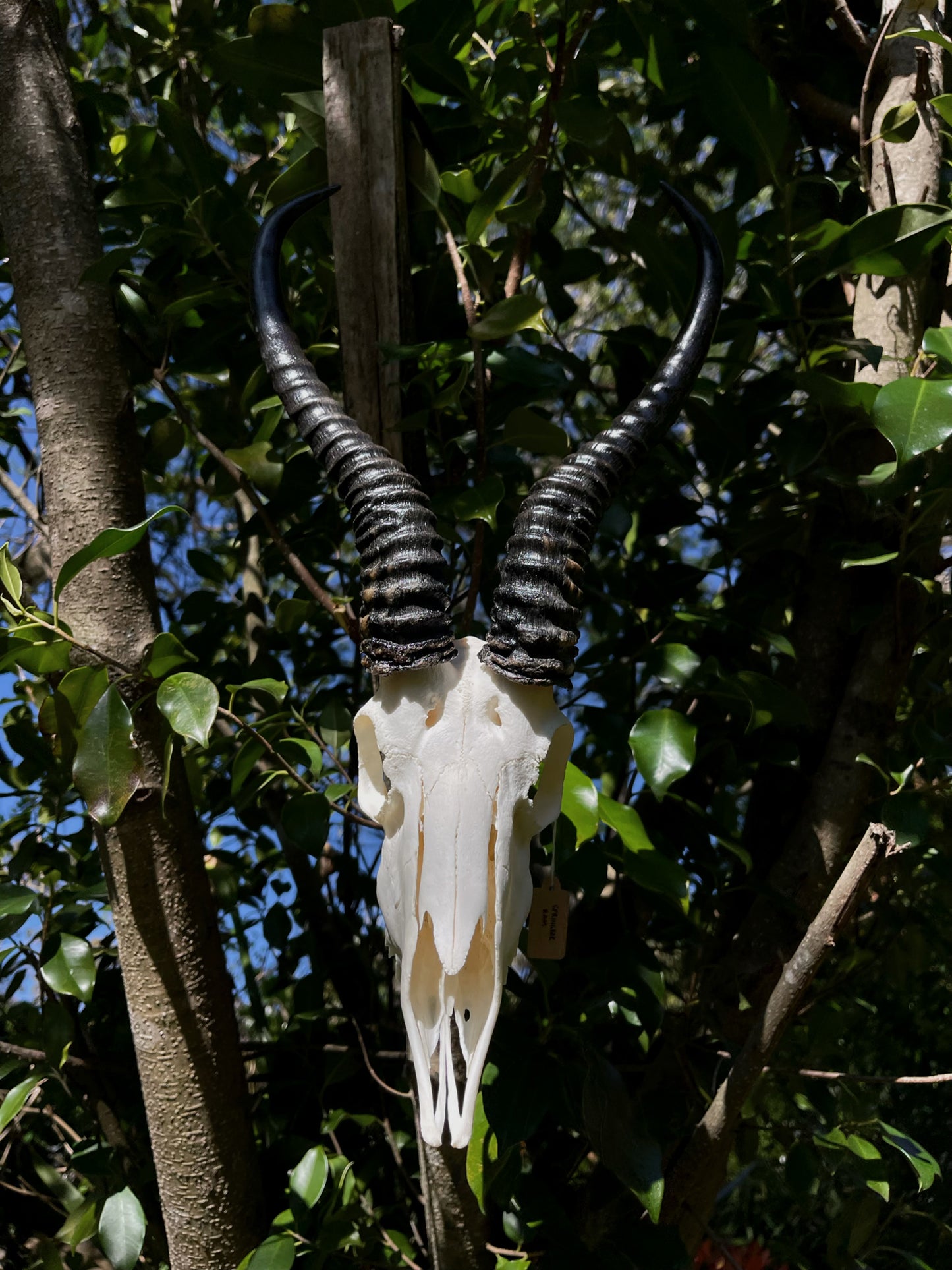Springbok Ram Skull (AFRICA)