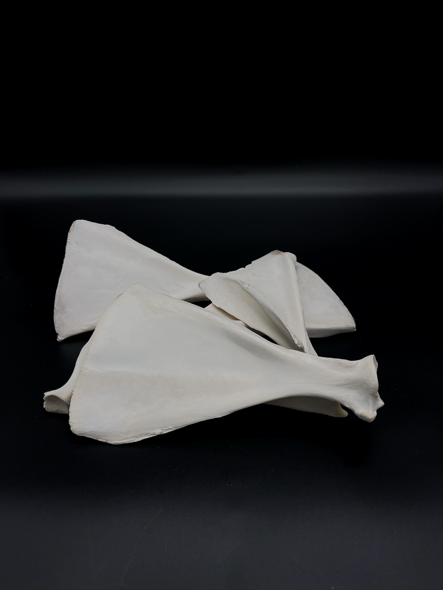 Sheep Scapula