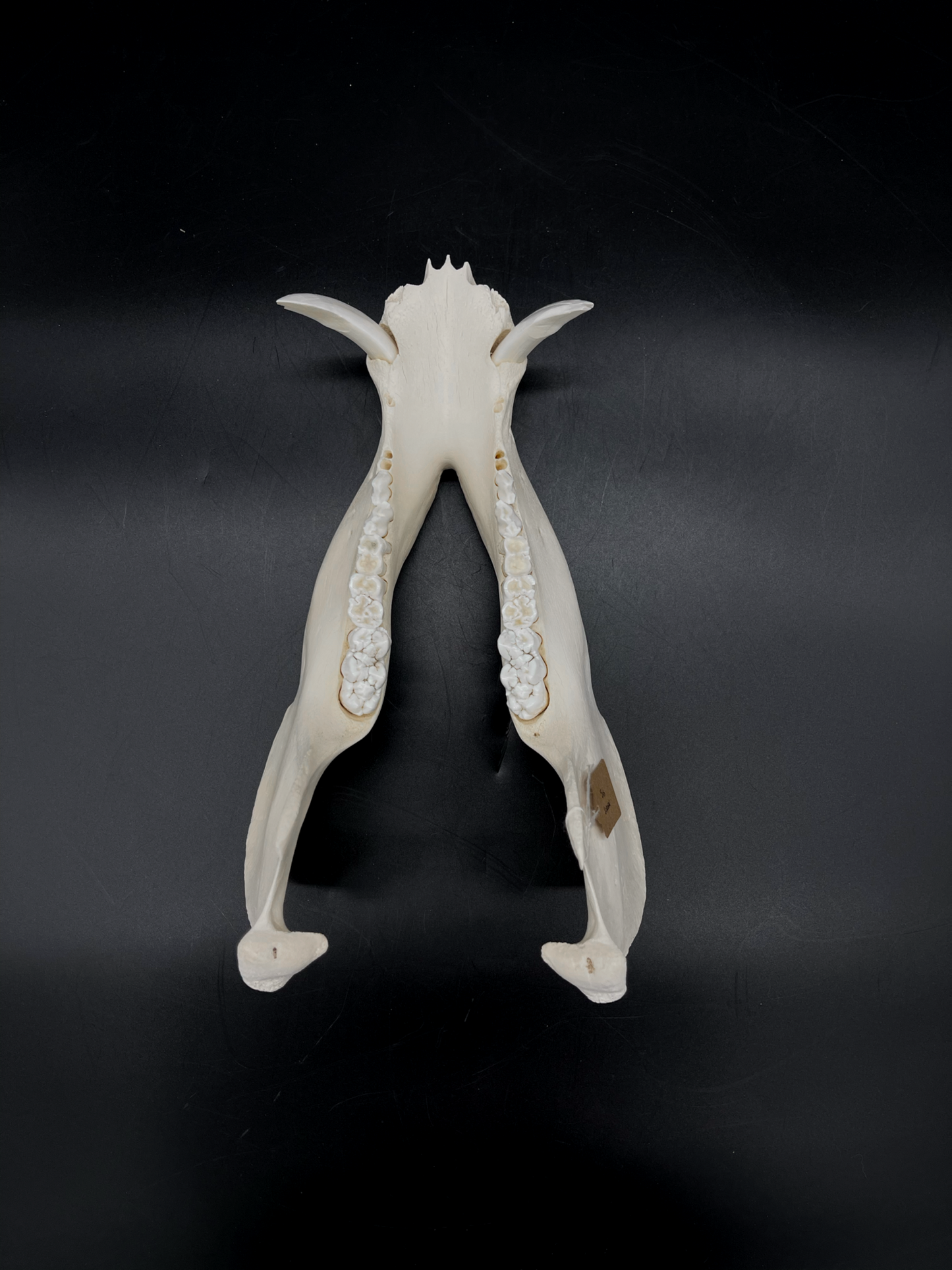 B Grade Wild Boar Tusks/Mandibles