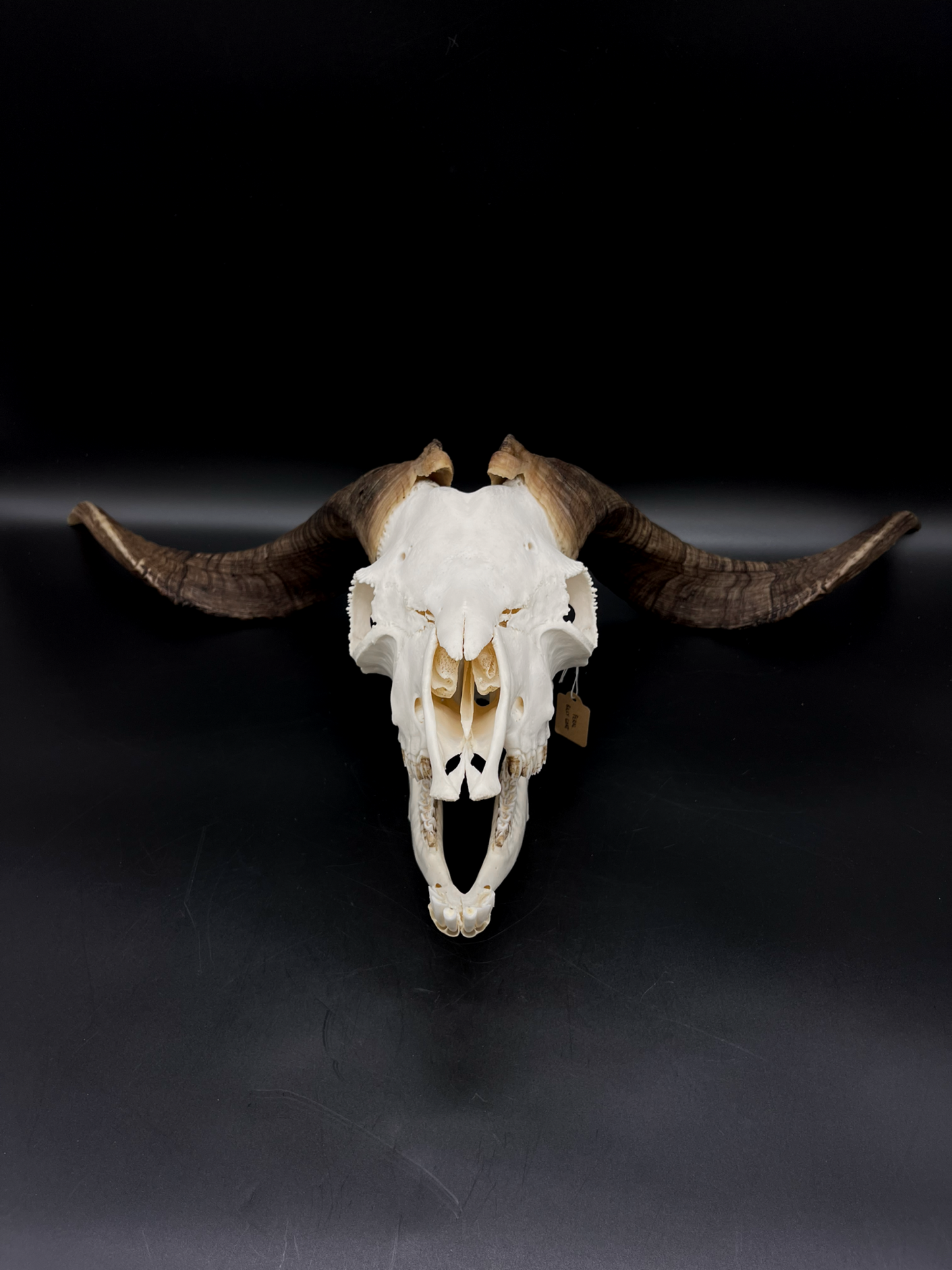 A+ Grade Rangeland Billy Skull with Mandibles